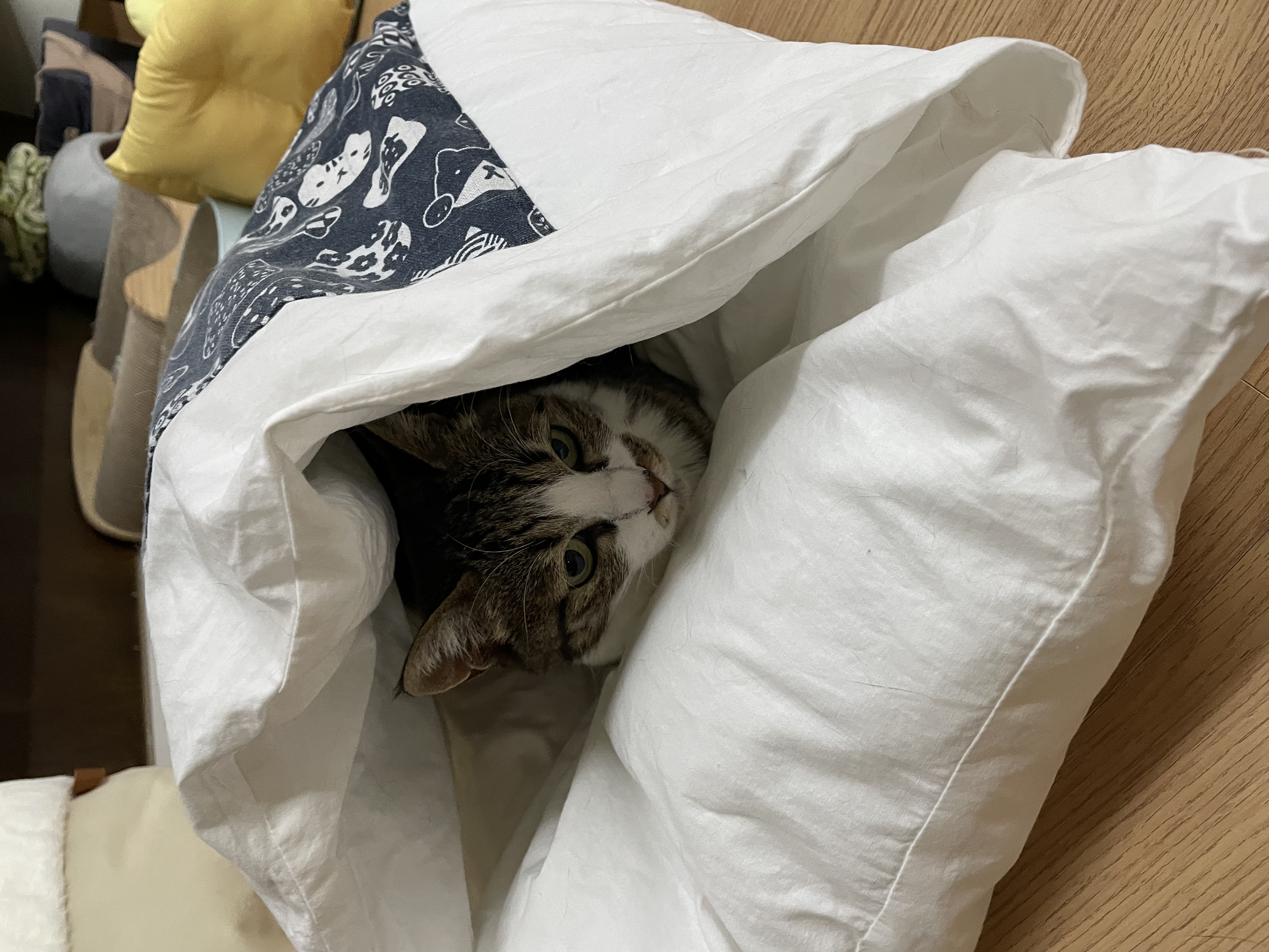 호야와 8년