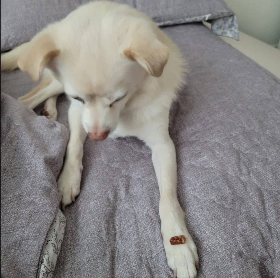 호두(데이지)입양 1년일기