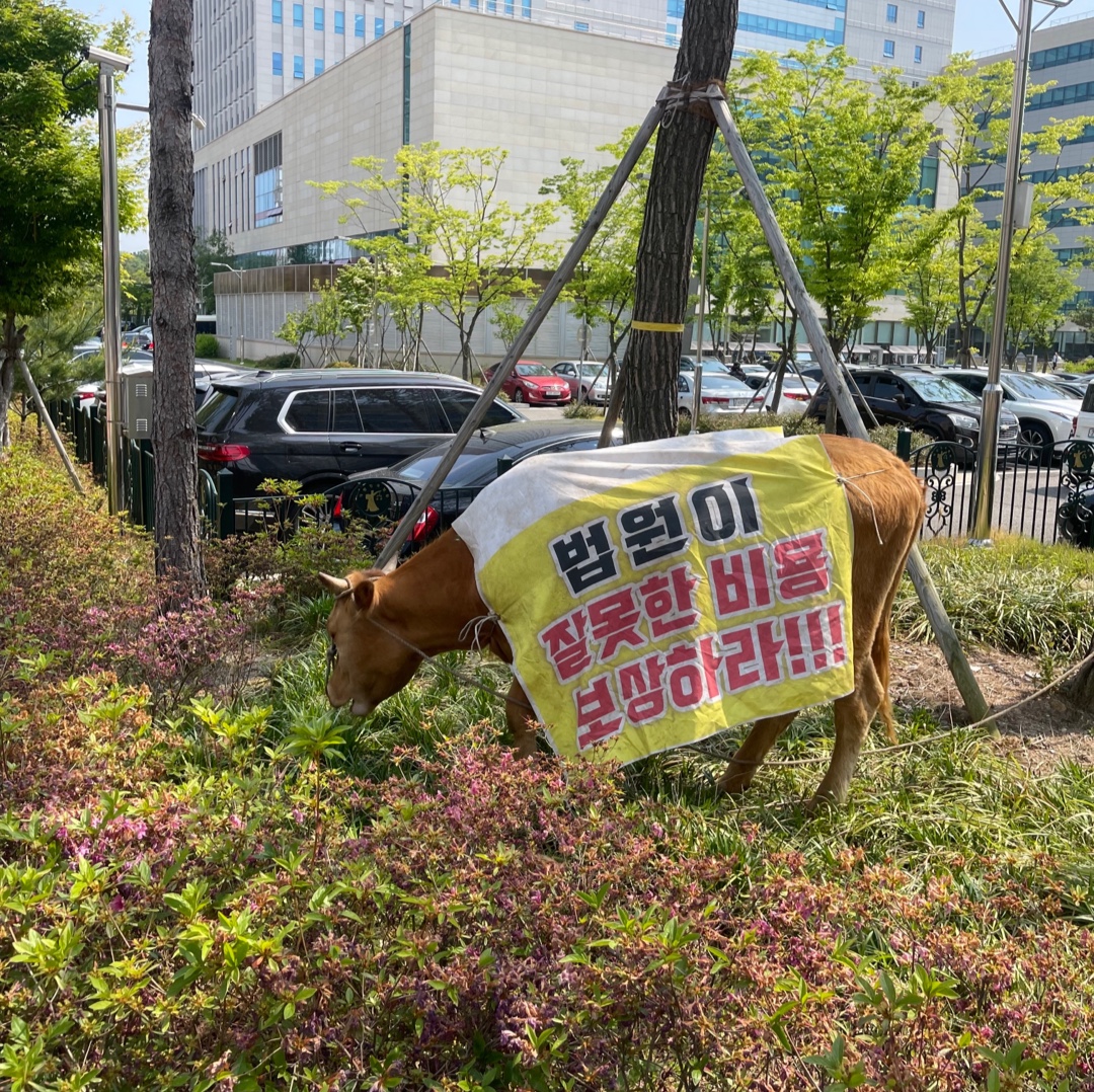 소를 이용한 시위를 하고있습니다. 도와주세요.