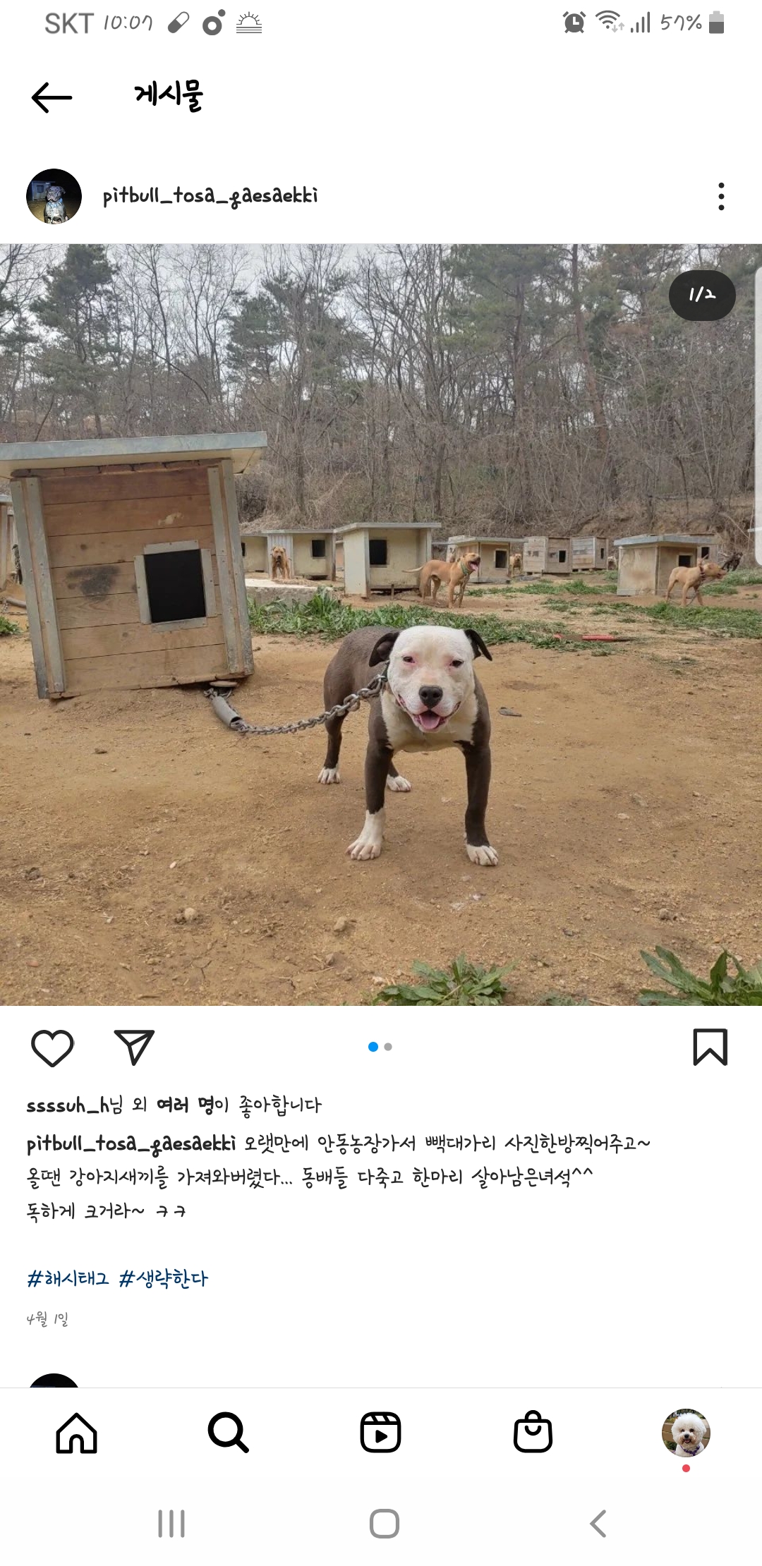 투견 의심