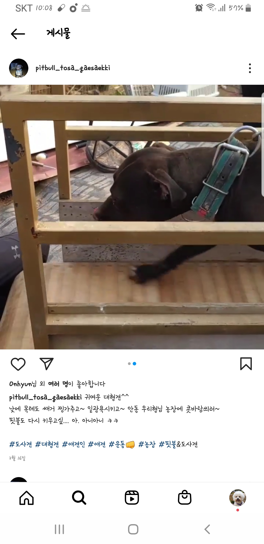 투견 의심