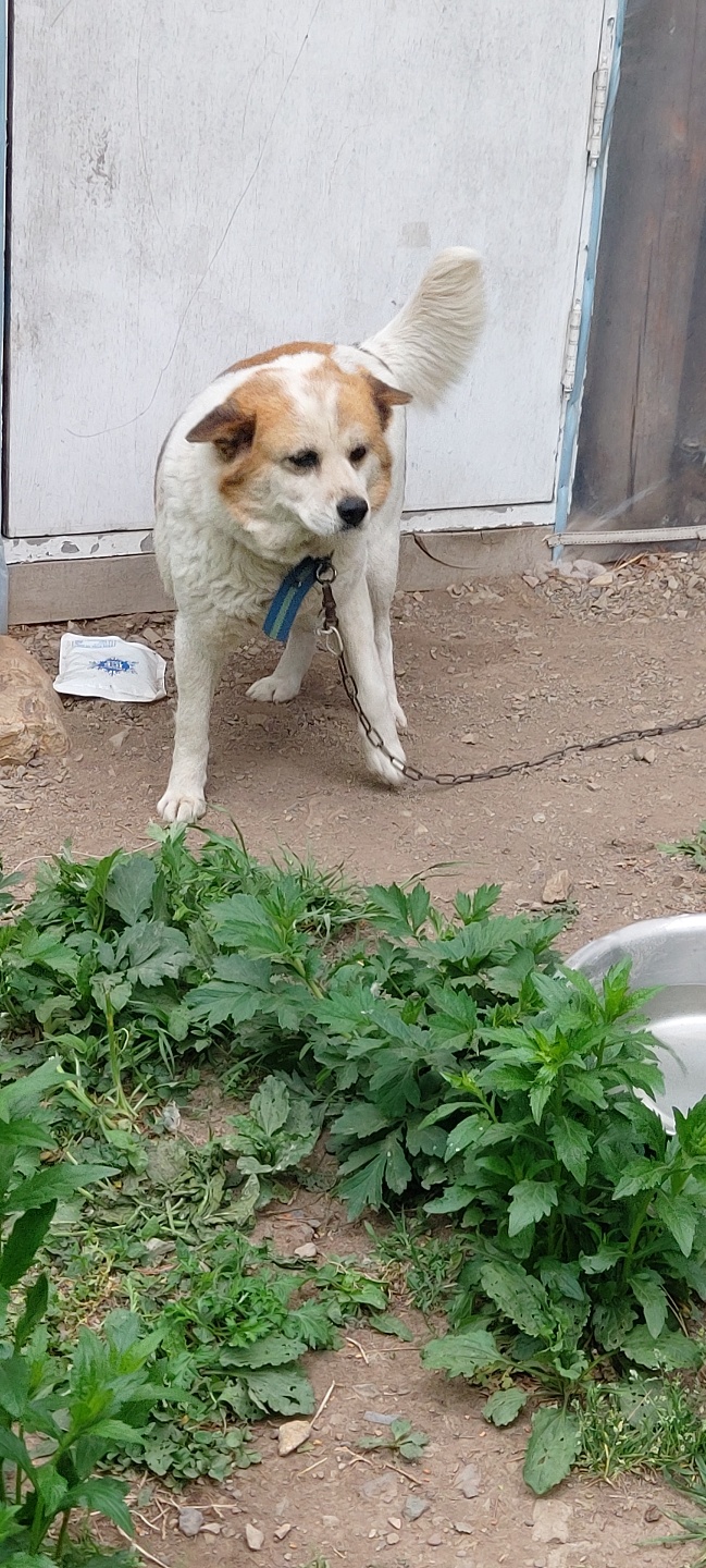 곧 출산할 임신한 강아지 안락사 예정 