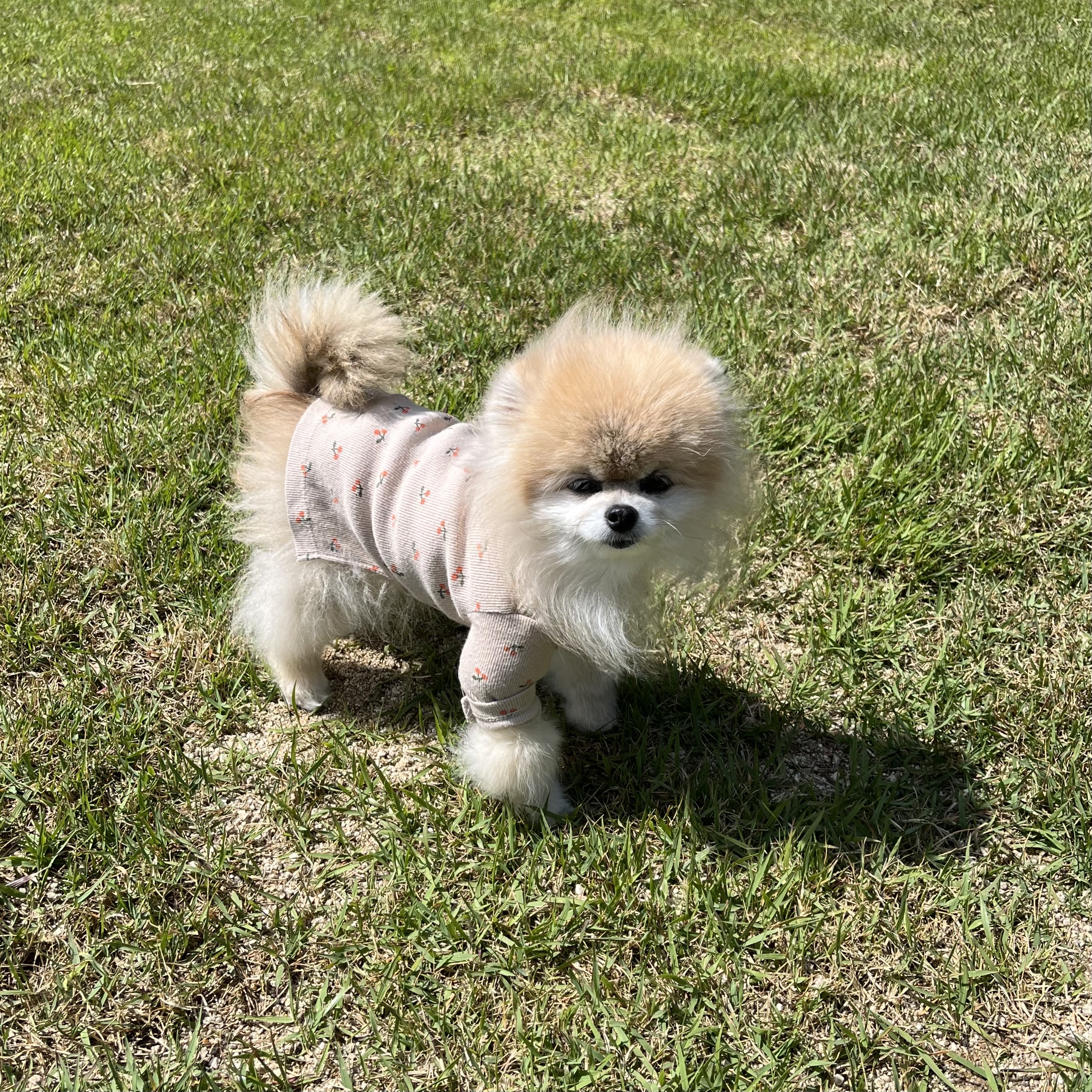 치콘이와 빵이^^