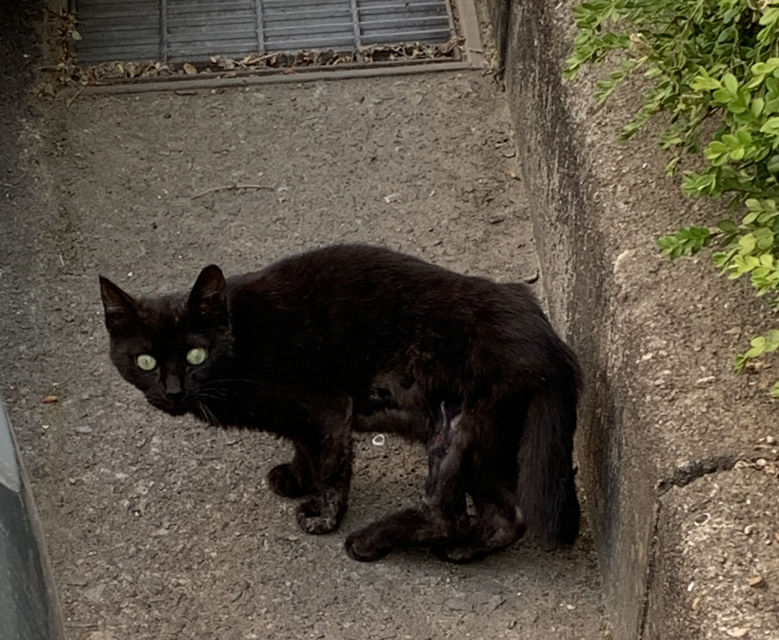 뒷다리를 쓰지 못하는 고양이