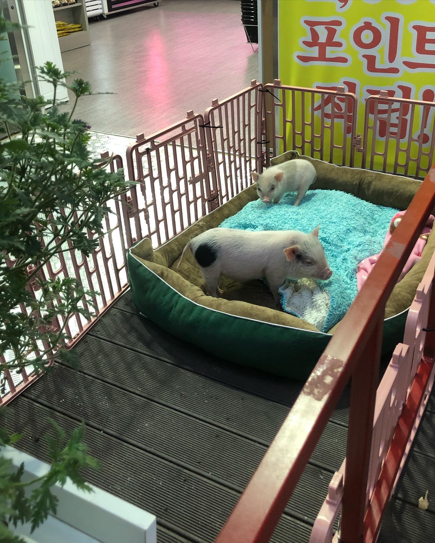 성남의 어느 정육점에서 가게앞에 아기돼지 두마리를 하루종일 가둬놓고 홍보하고있답니다! 관심가져주세요ㅠㅠㅠ