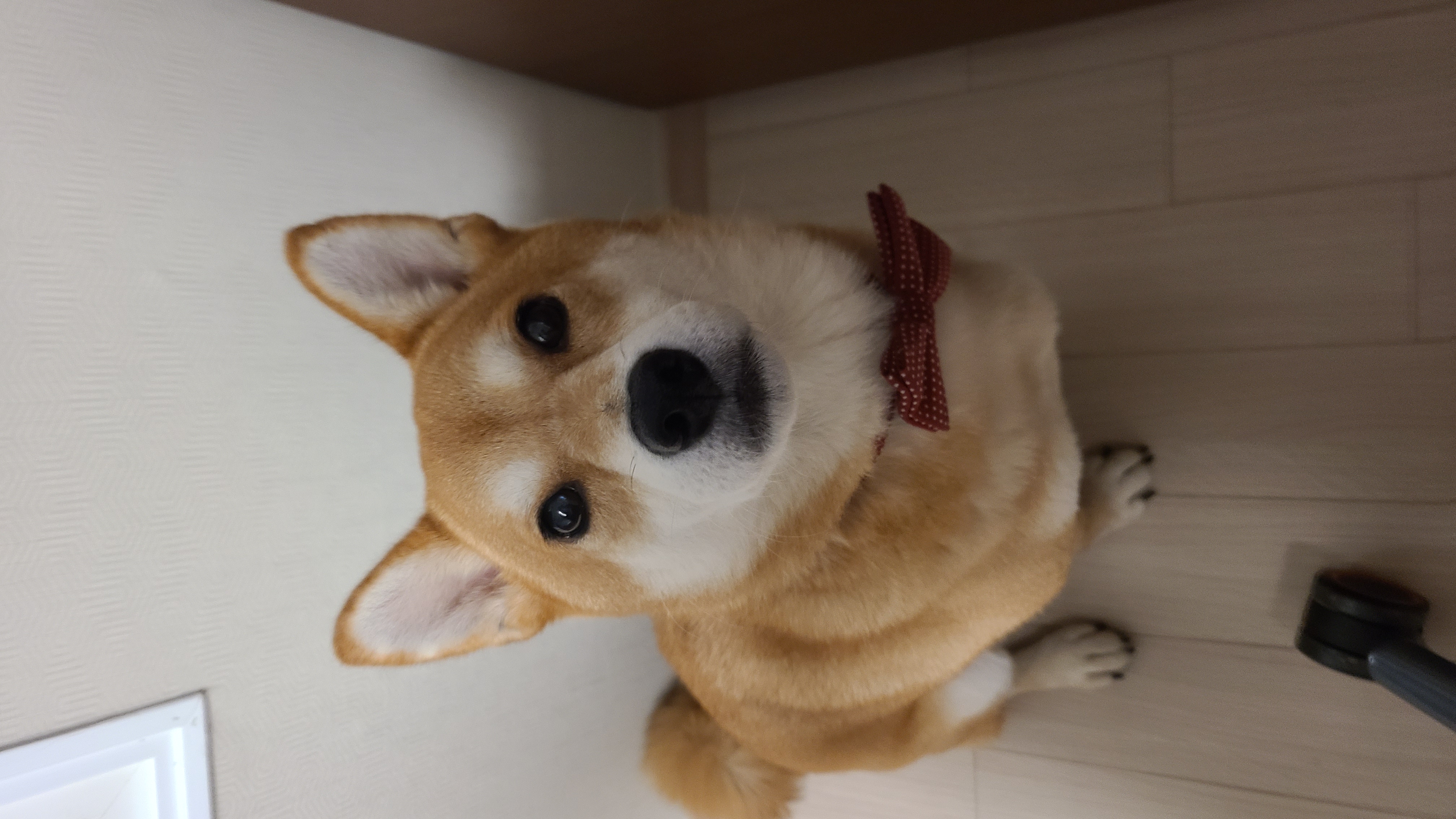 보리와 함께한 1년이 금방 지났네요.