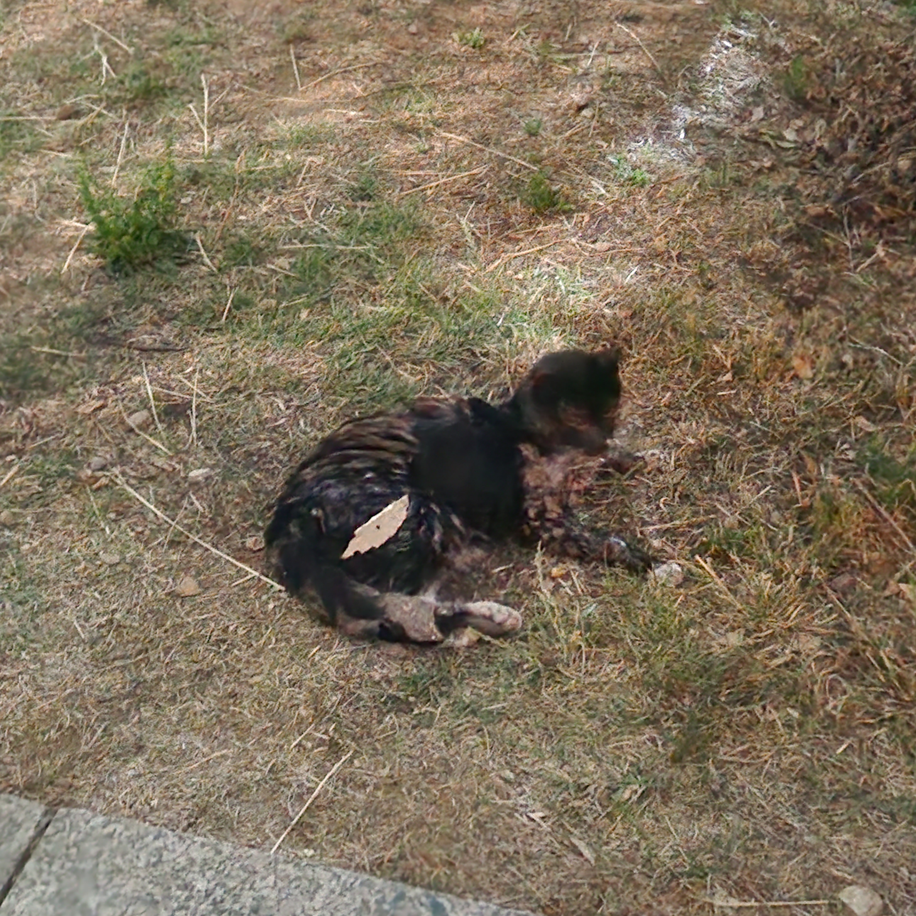구내염으로 몇년째 고통받는 고양이를 구해주세요..