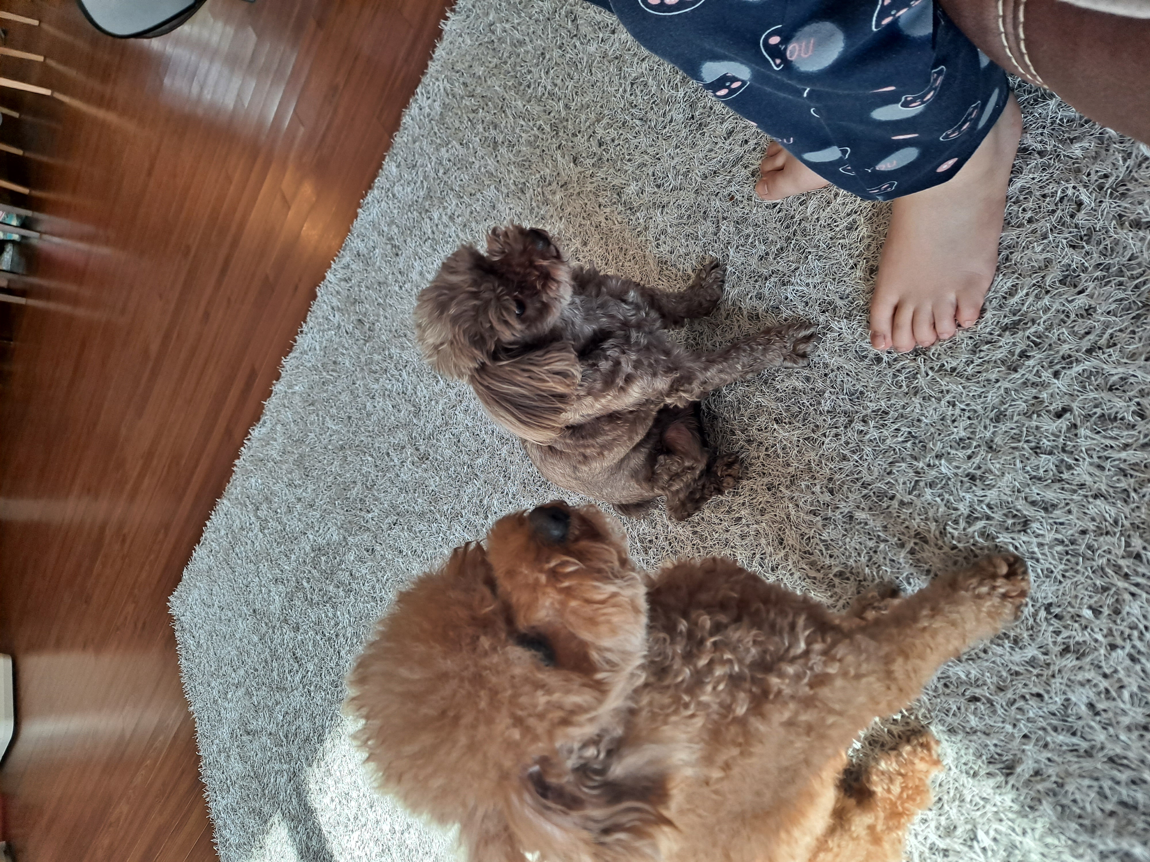 달래(시흥번식장 치멍24)잘 살고있어요