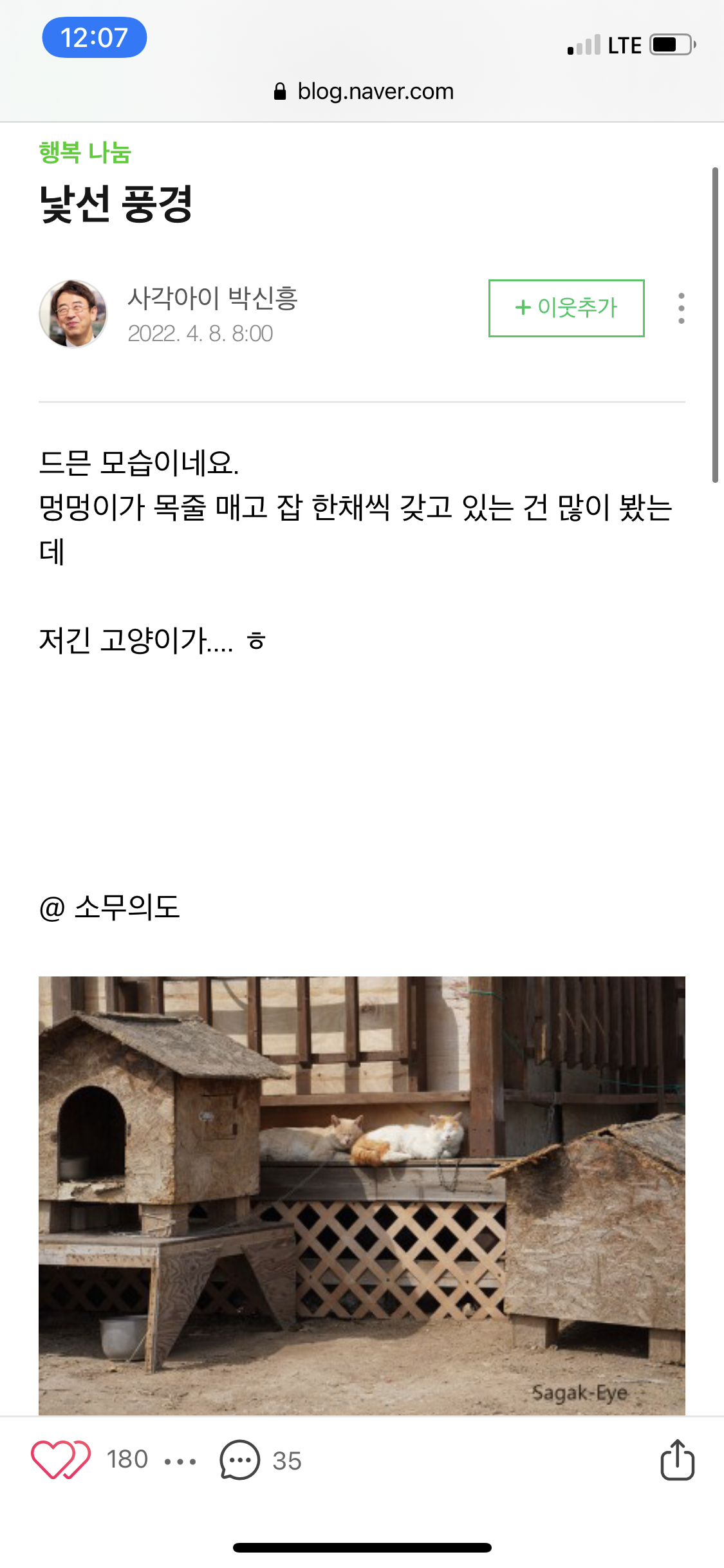 소무의도 섬안 목줄 매여있는 고양이 