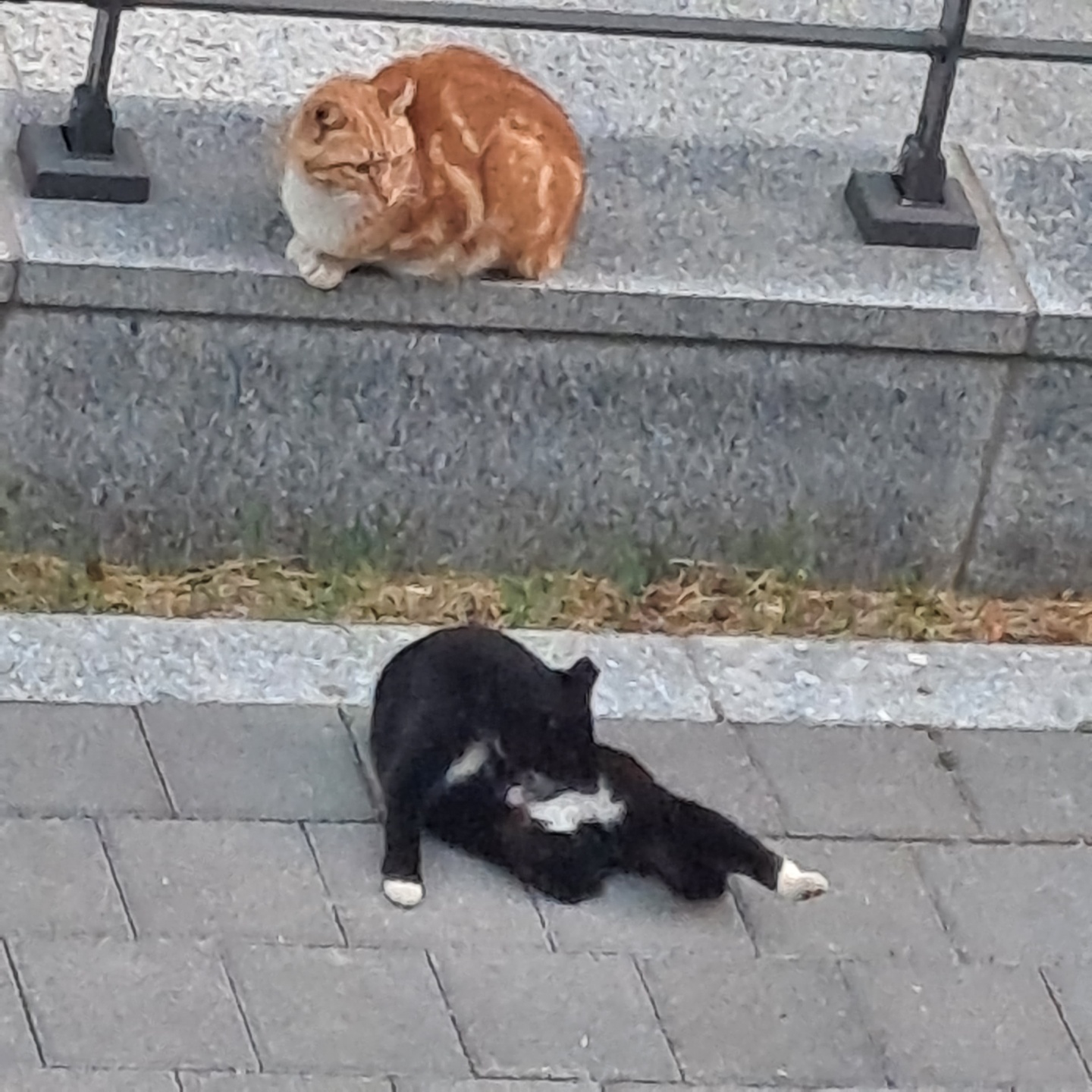 화성 동탄  고양이(다리절단됨)  구조 요청 부탁드립니다.