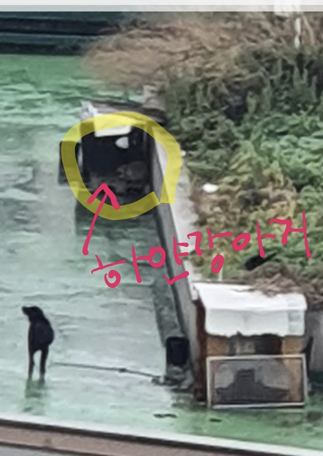 8층 옥상에 묶여있는개들 햇빛도 비도 눈도 바람도..ㅜㅜ