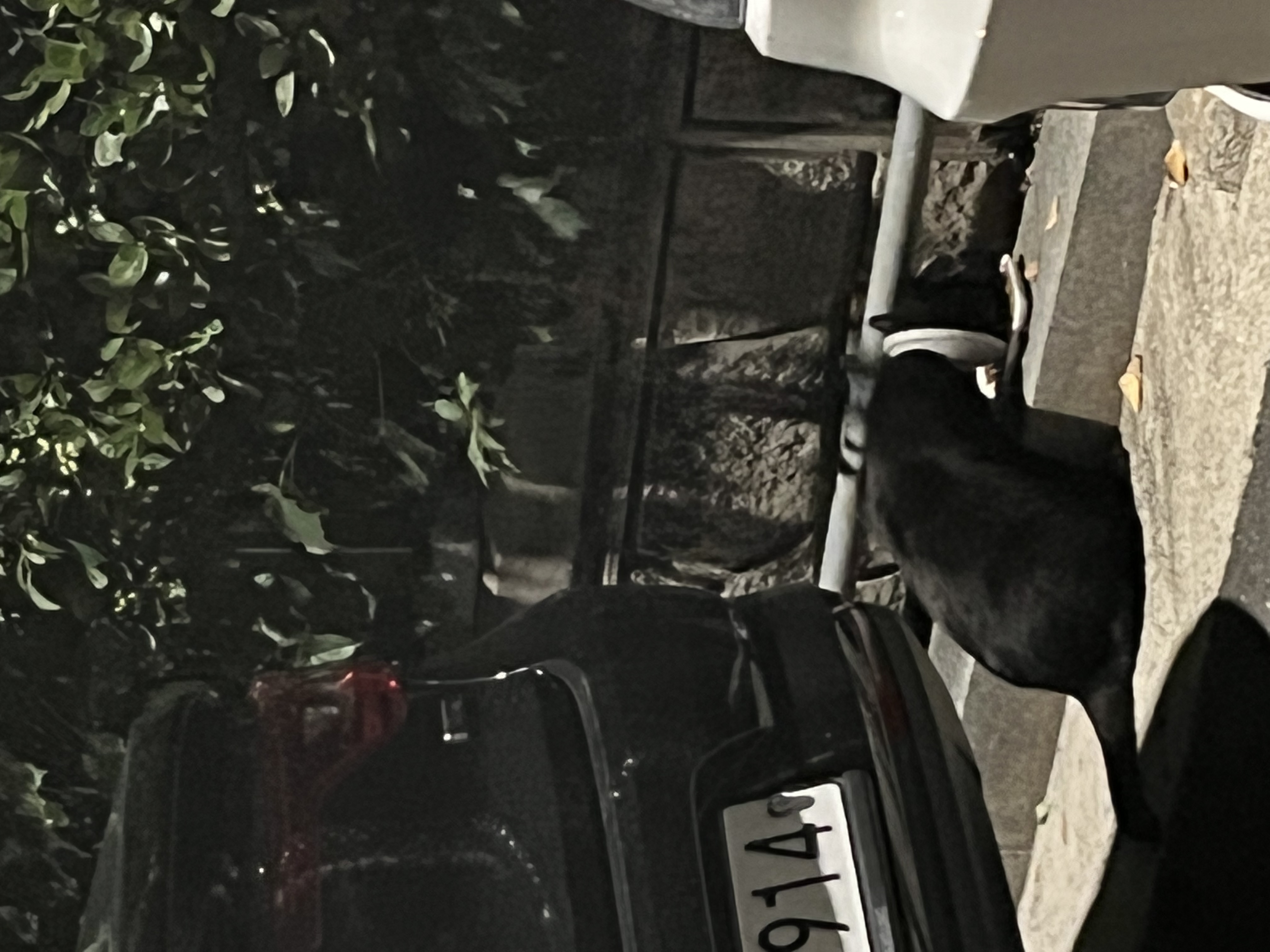 고양이 구조문의입니다