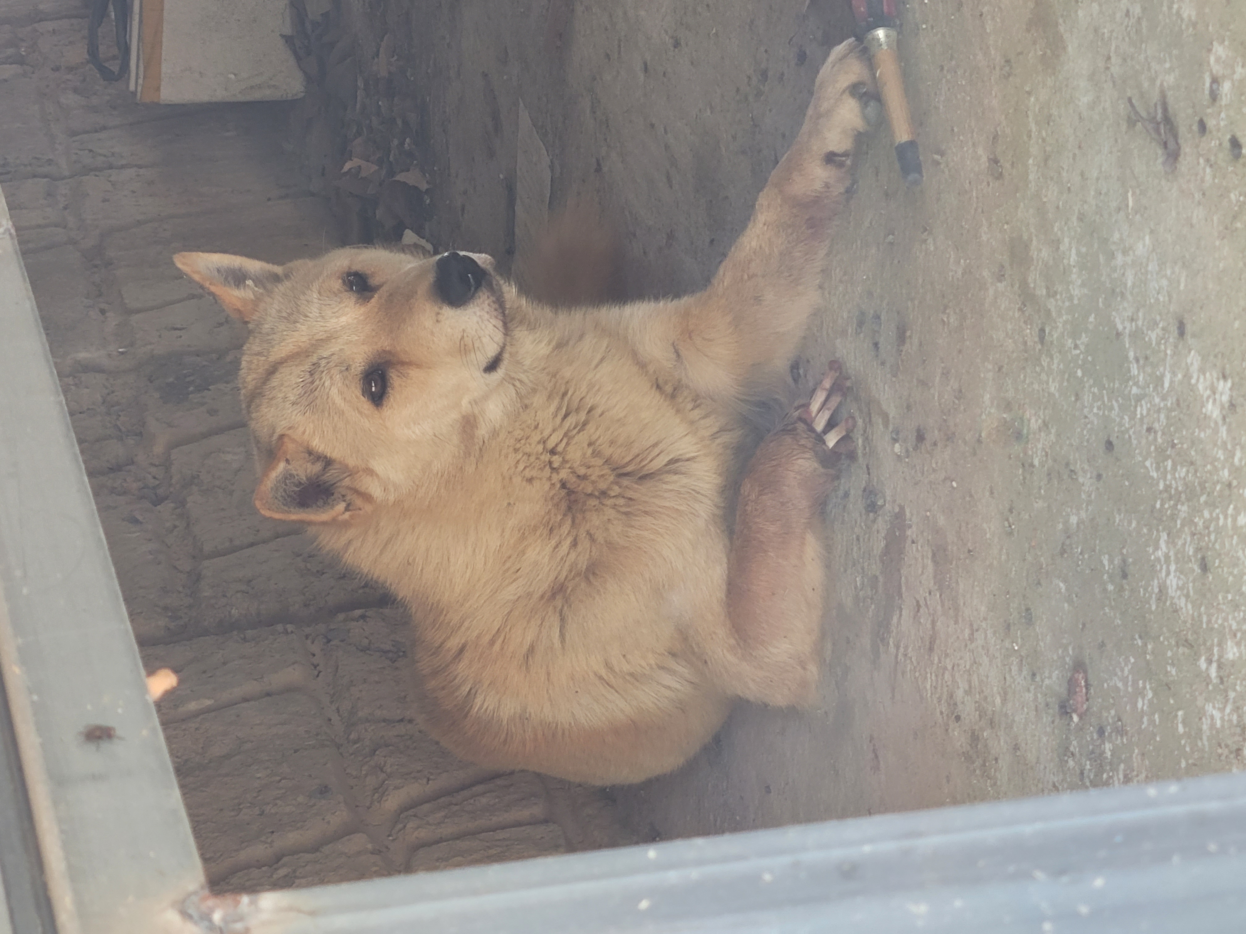 백구를 구해주세요