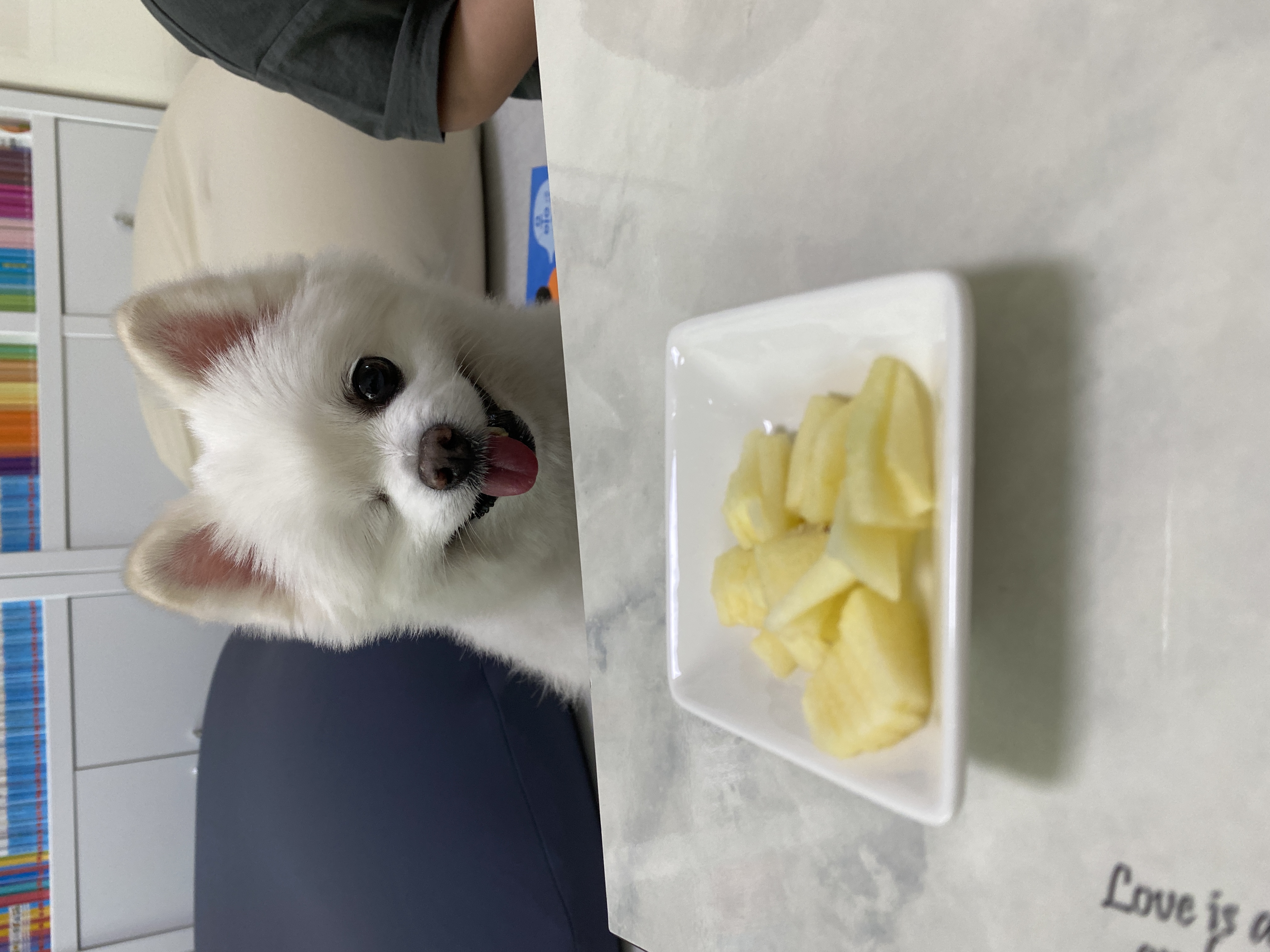 곤지암 번식장 구조견이었던 그림이 입양 후 1년