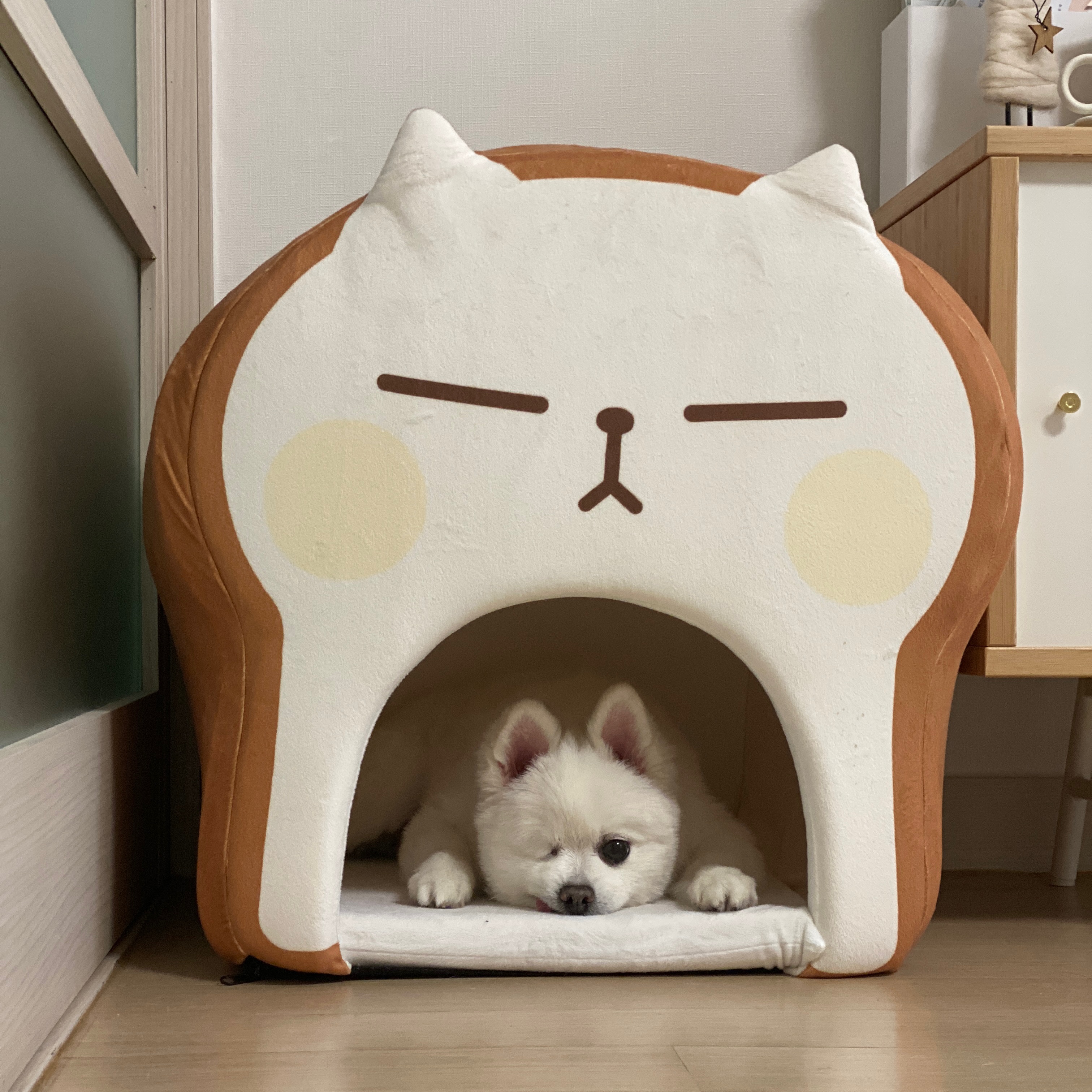 곤지암 번식장 구조견이었던 그림이 입양 후 1년