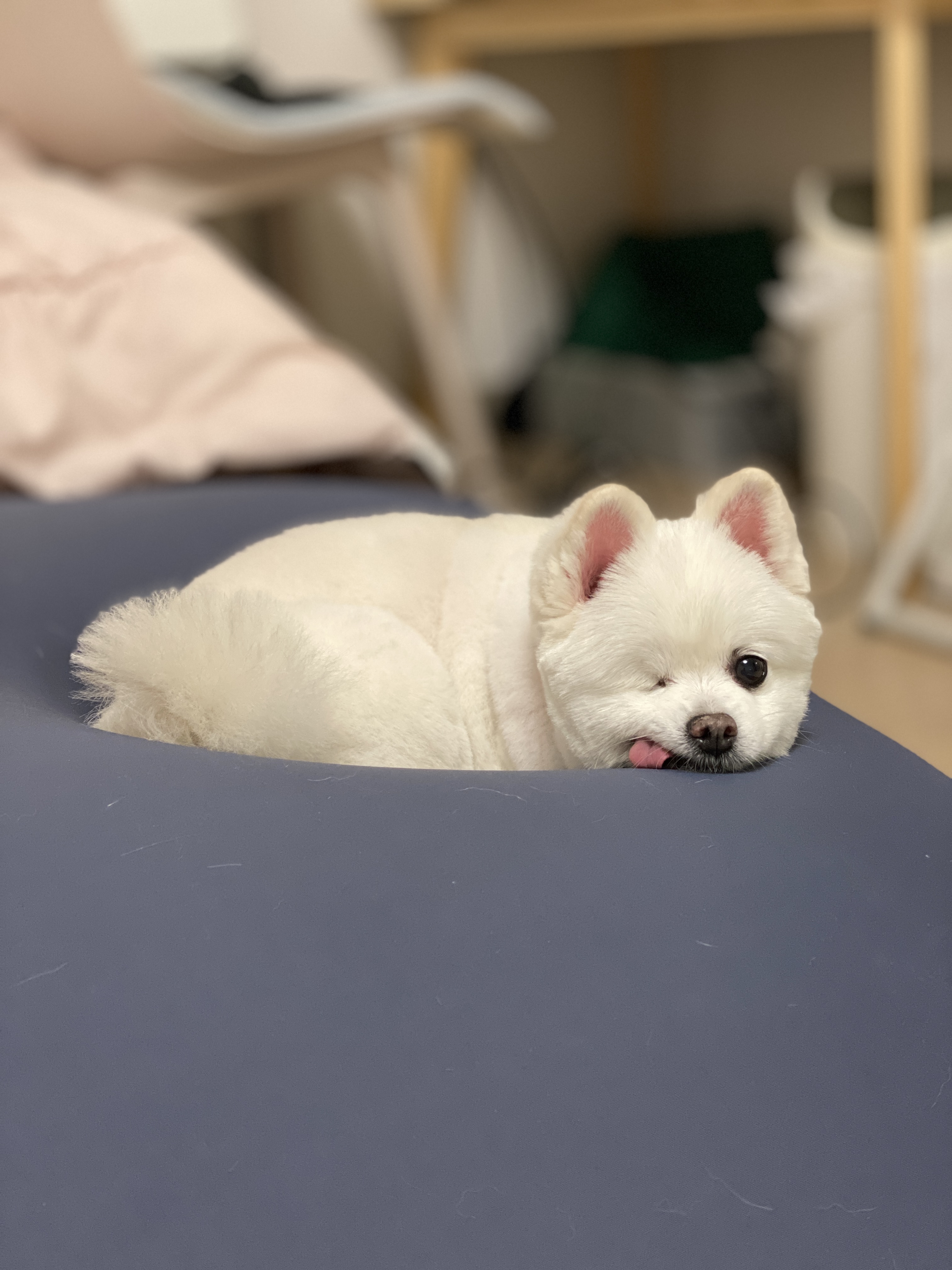 곤지암 번식장 구조견이었던 그림이 입양 후 1년