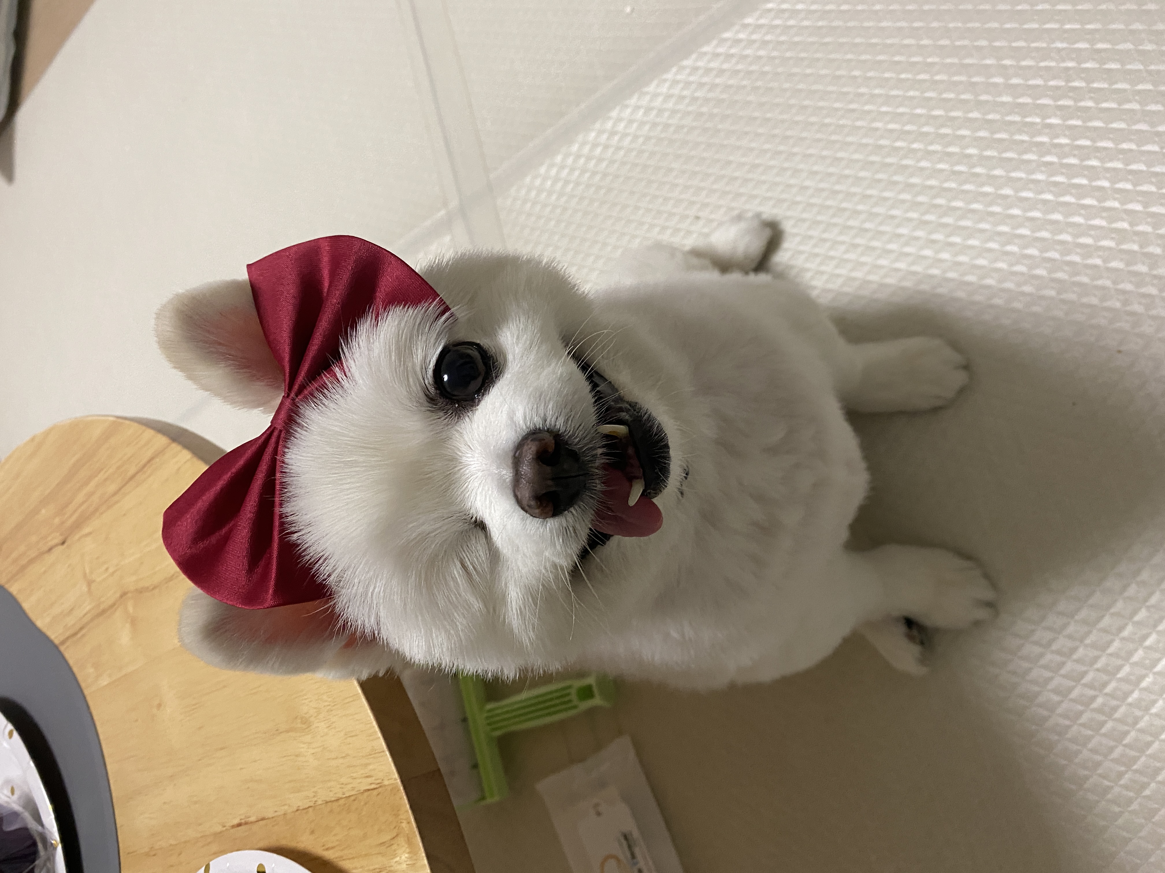 곤지암 번식장 구조견이었던 그림이 입양 후 1년