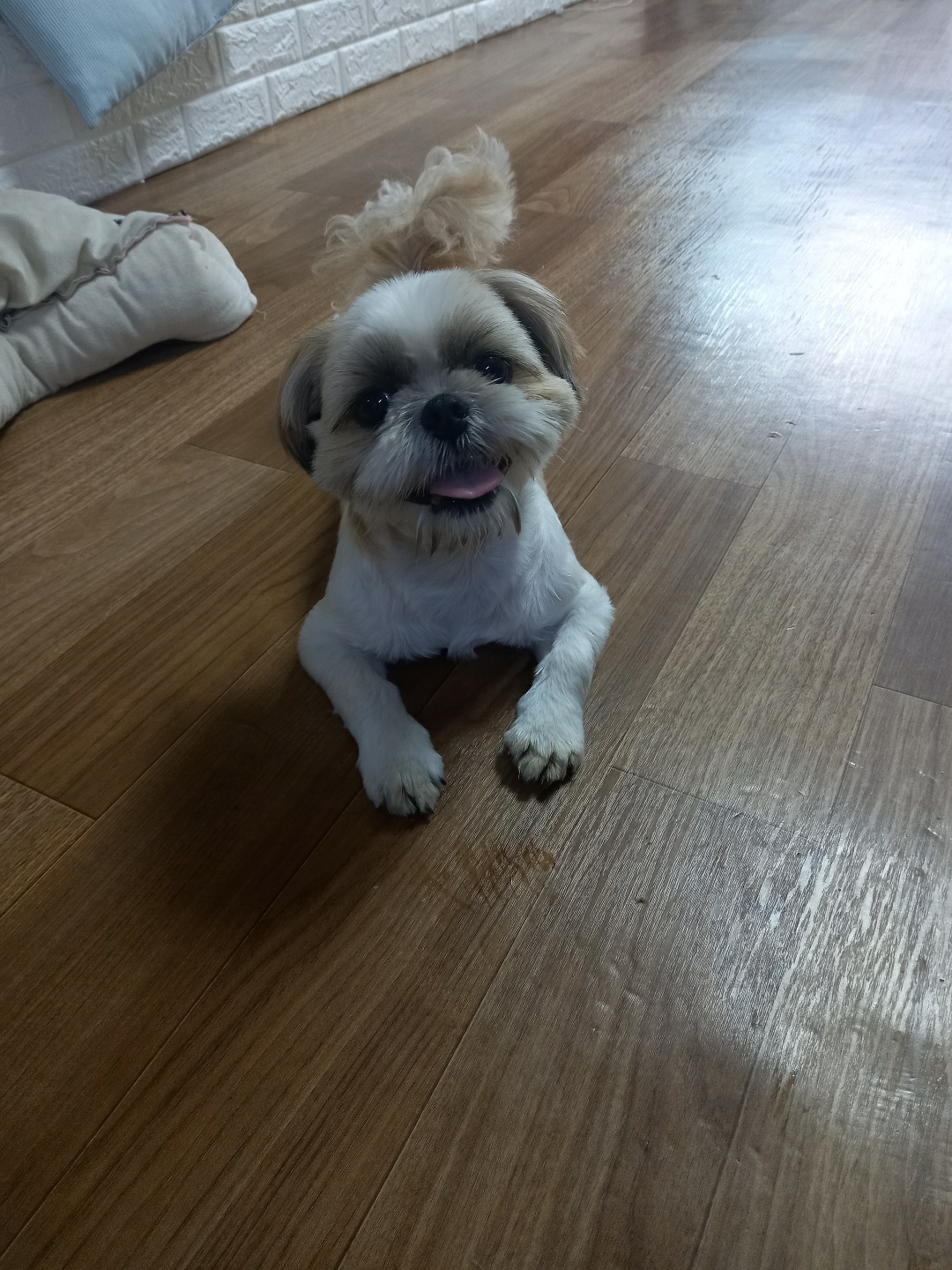 봄이 입양 4개월차