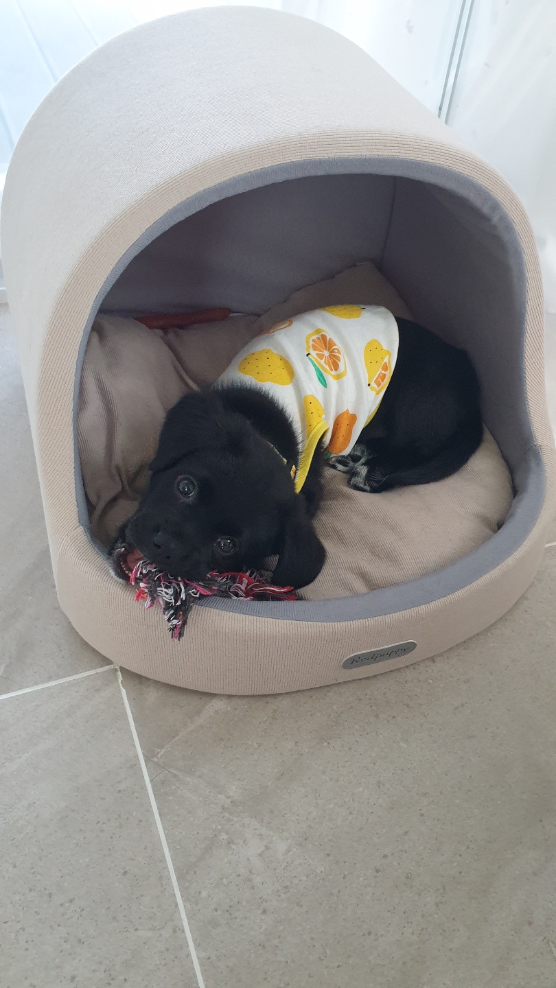 까미(반양이)가 왔어요
