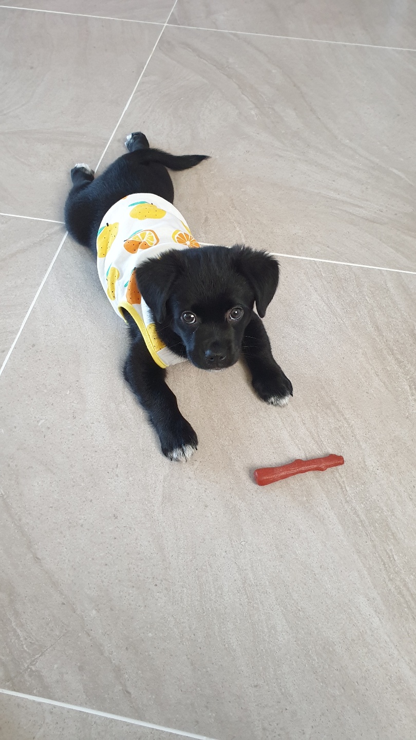 까미(반양이)가 왔어요