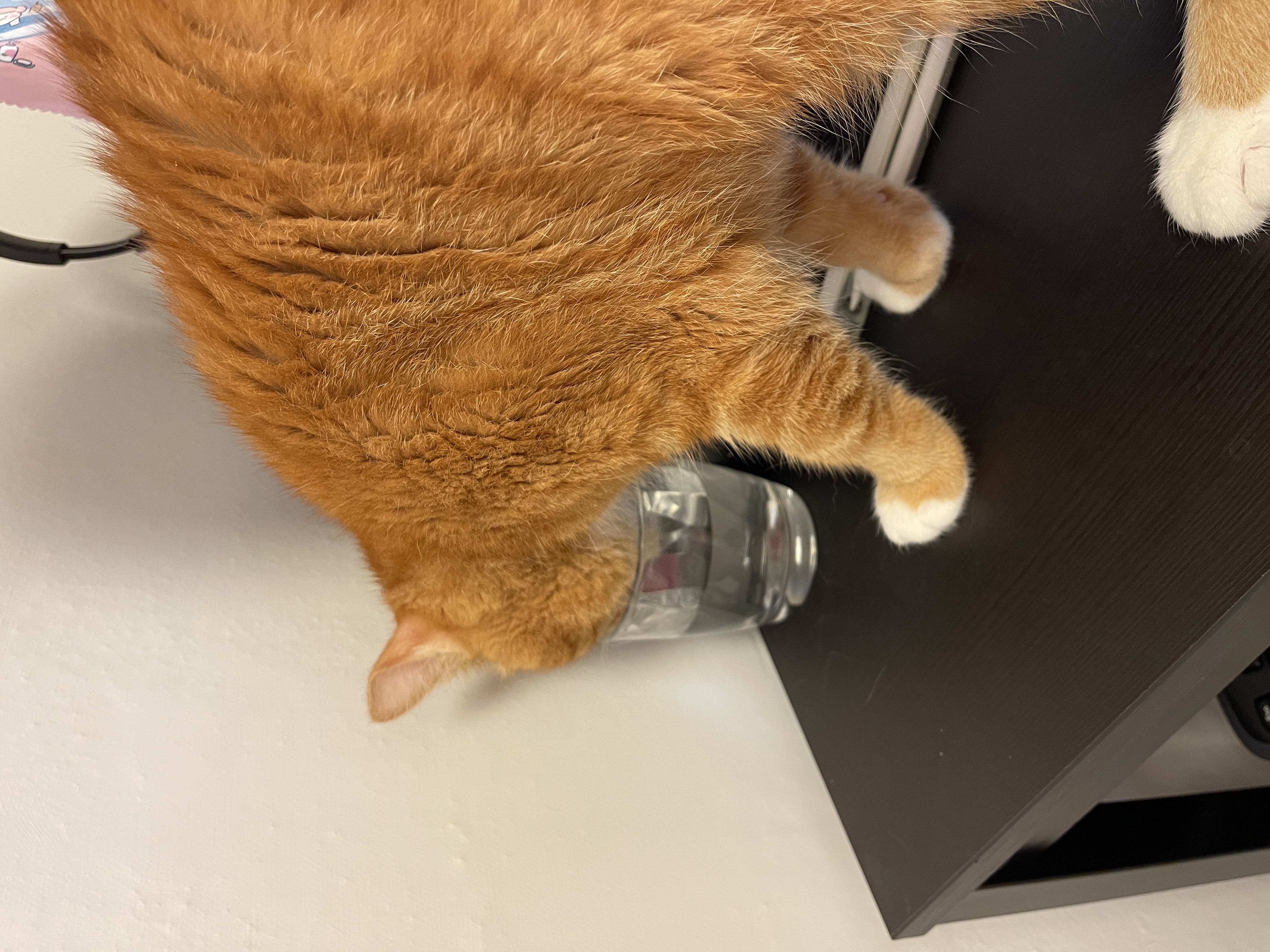 무릎냥이 삐용이와 함께한지 일주일차