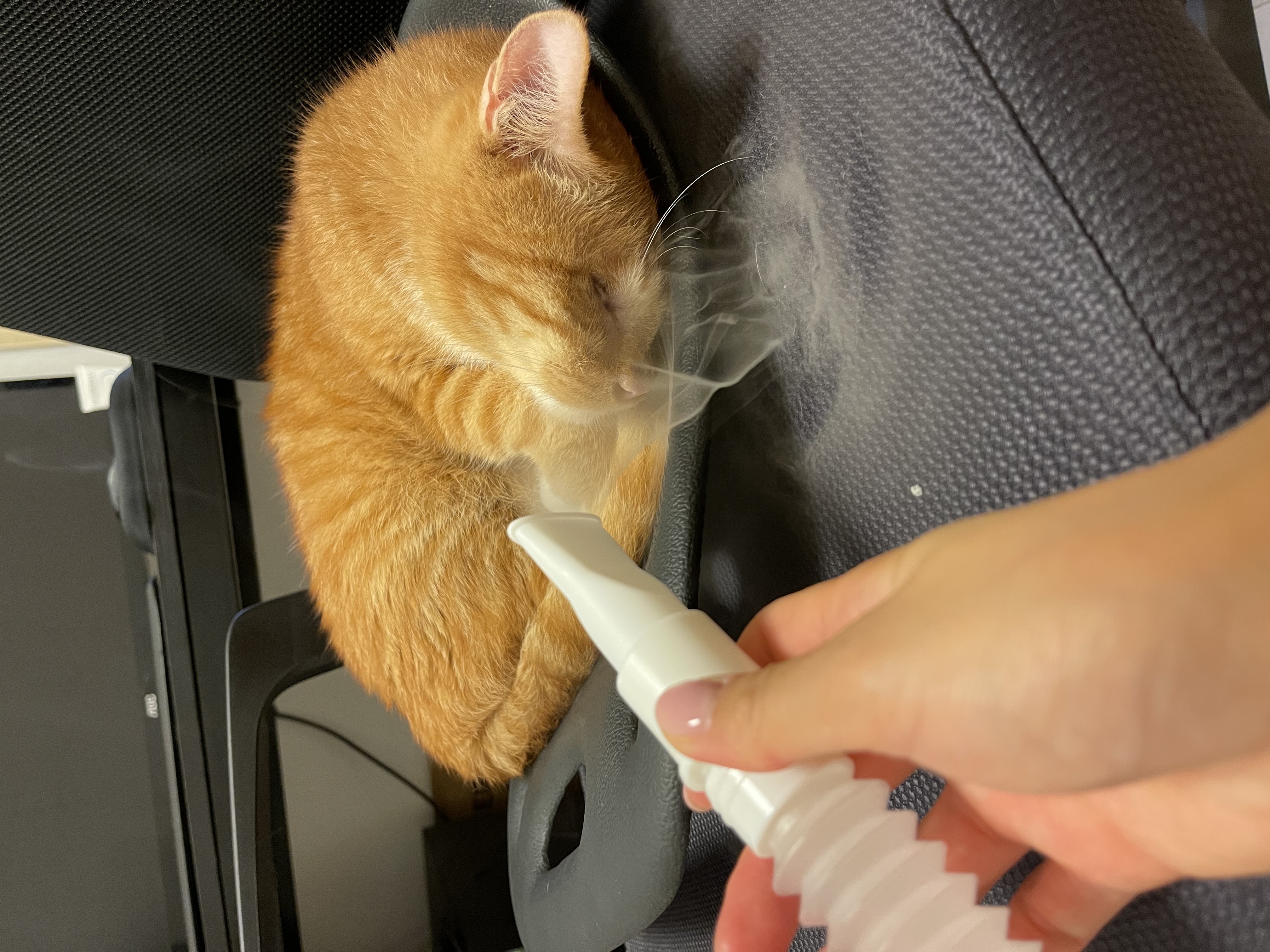 무릎냥이 삐용이와 함께한지 일주일차