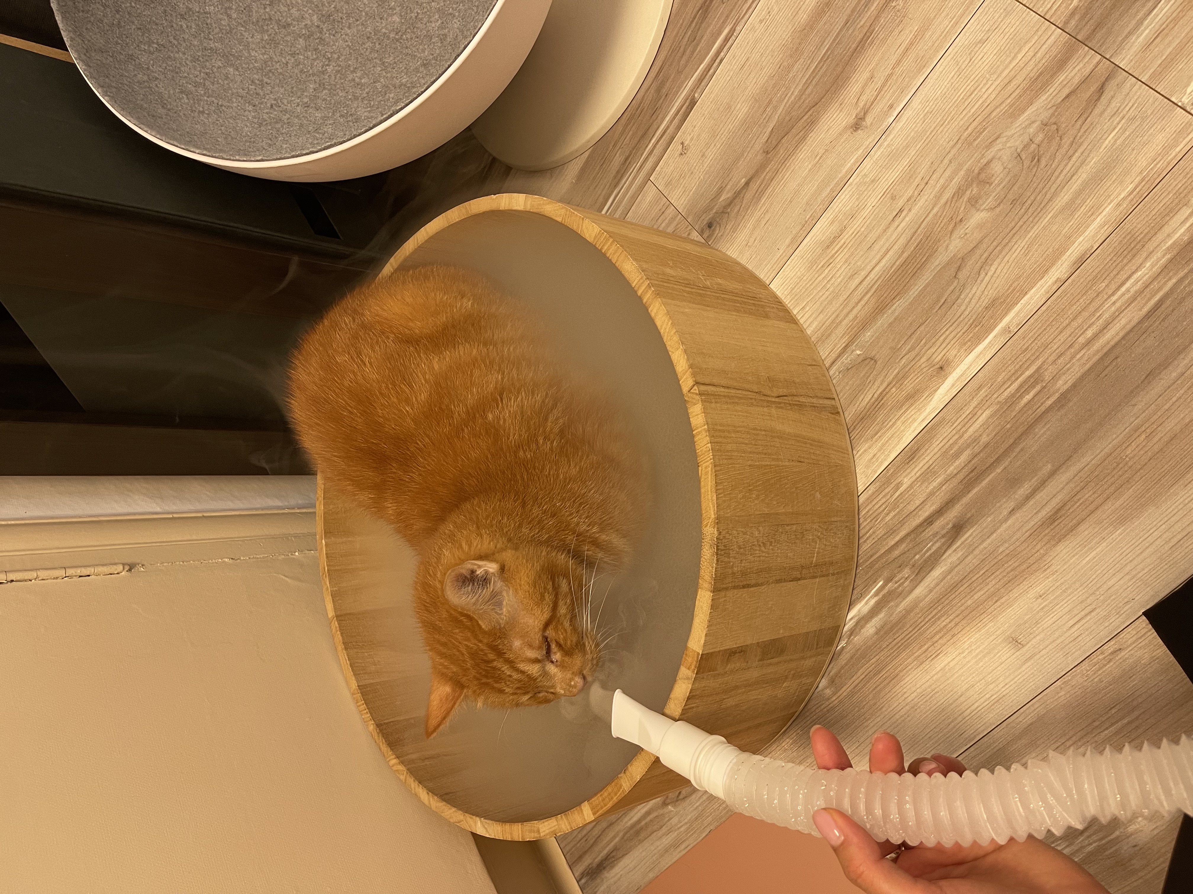 무릎냥이 삐용이와 함께한지 일주일차