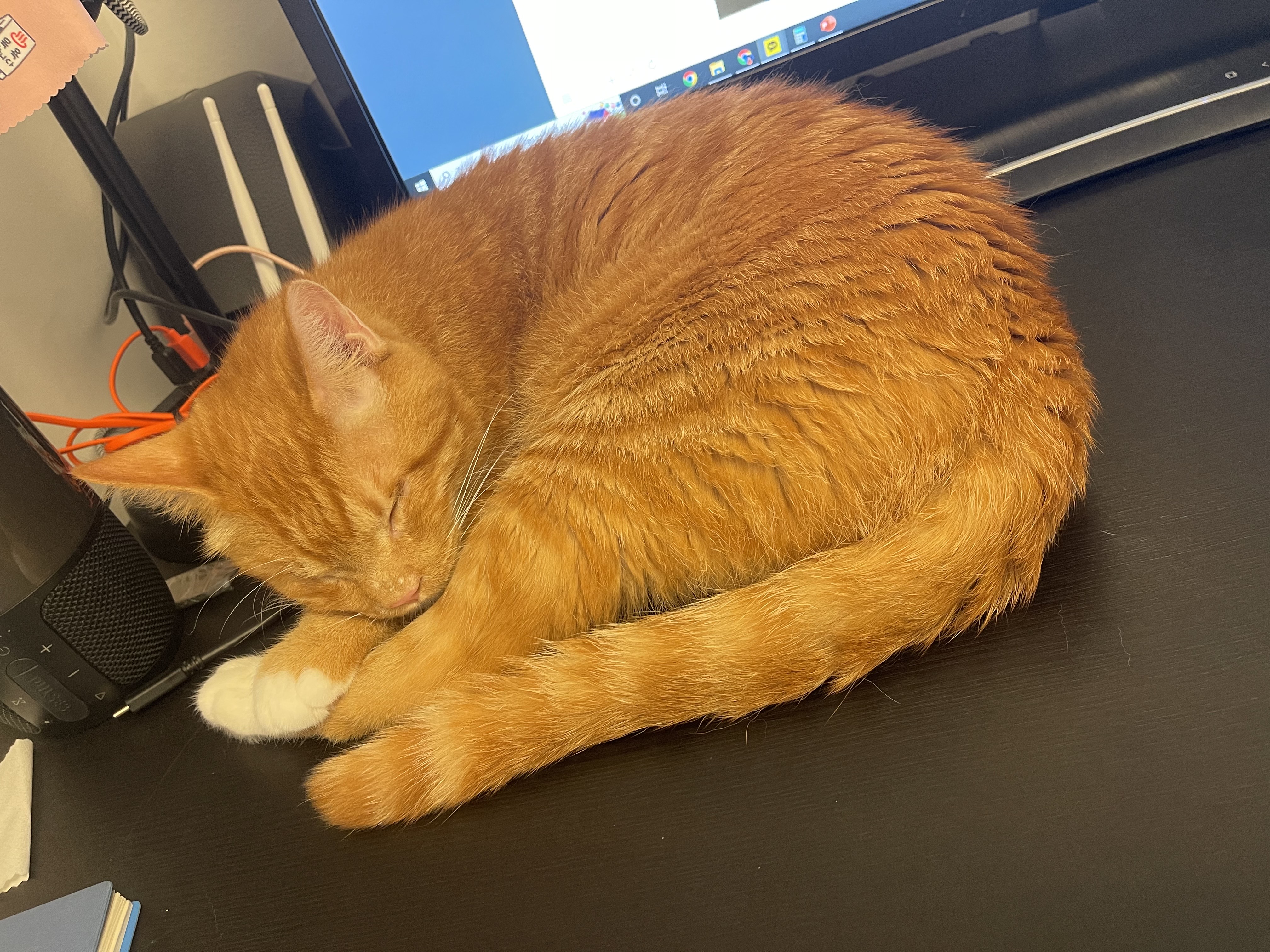 무릎냥이 삐용이와 함께한지 일주일차