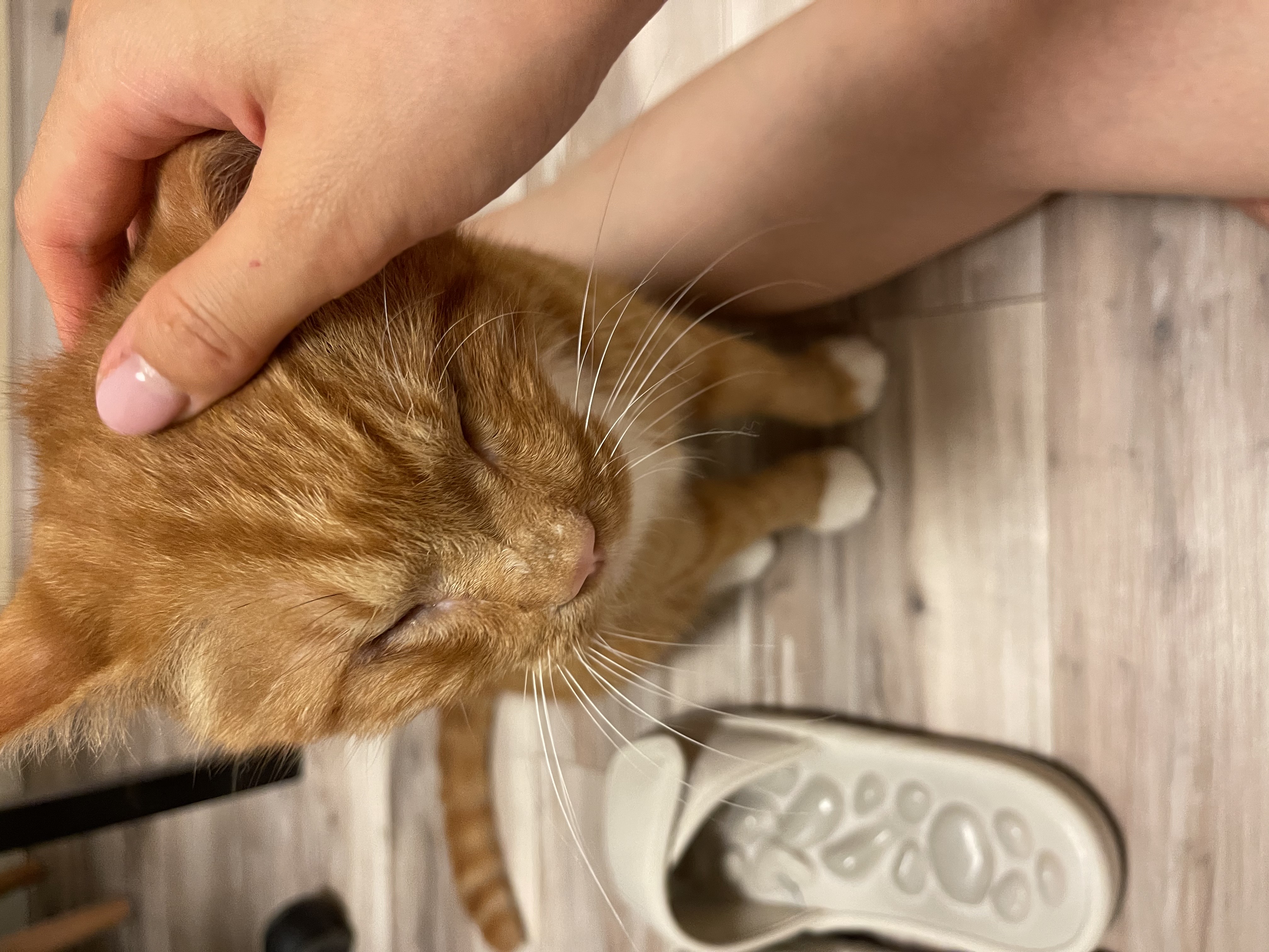 무릎냥이 삐용이와 함께한지 일주일차