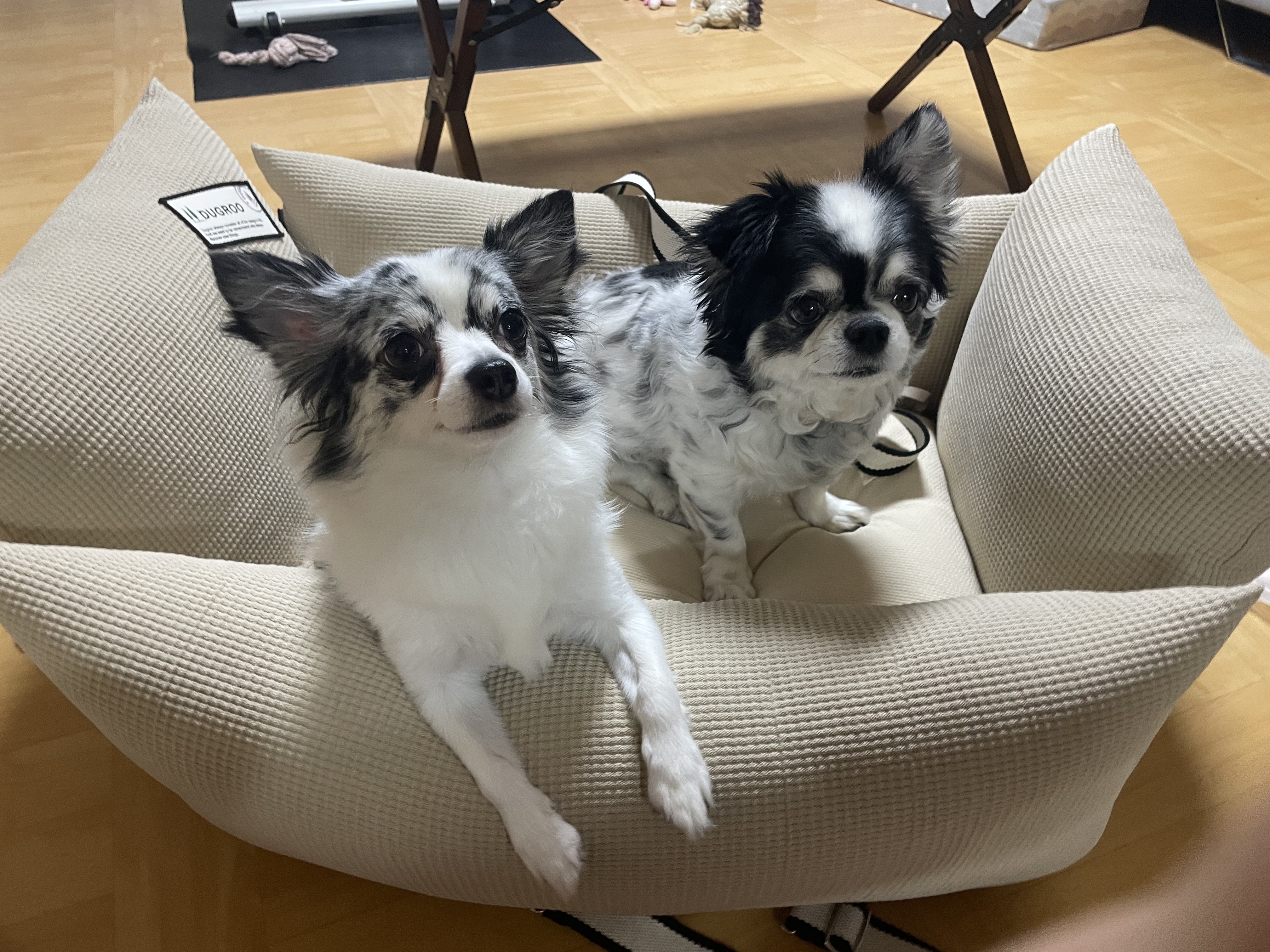 모찌 오랜만에 인사드려요(평택치와와 모지,태태 자견)