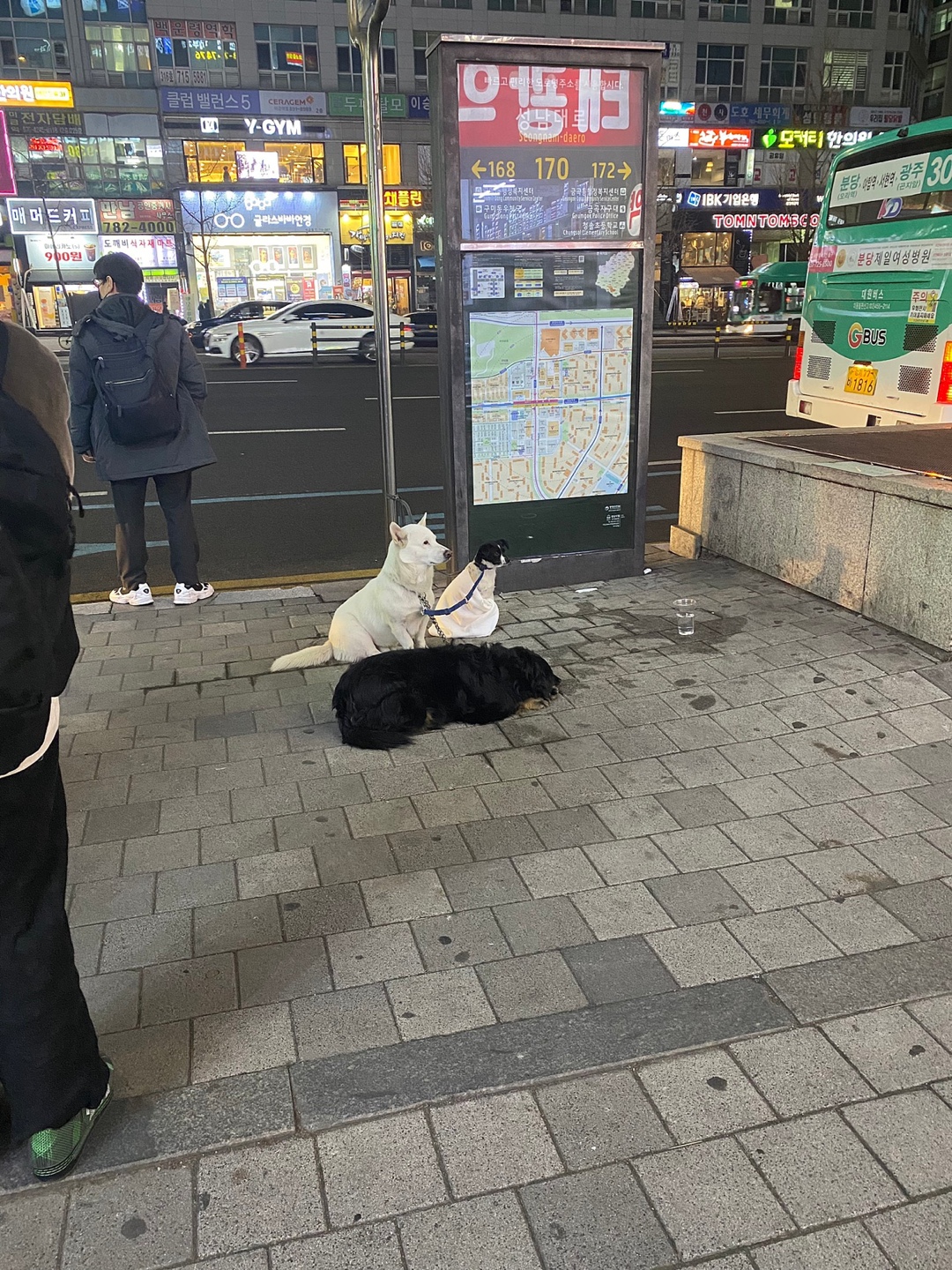 미금역 1번출구 매일같이 방치 및 학대 당하고 있는 3마리의 개 제발 구조해주세요