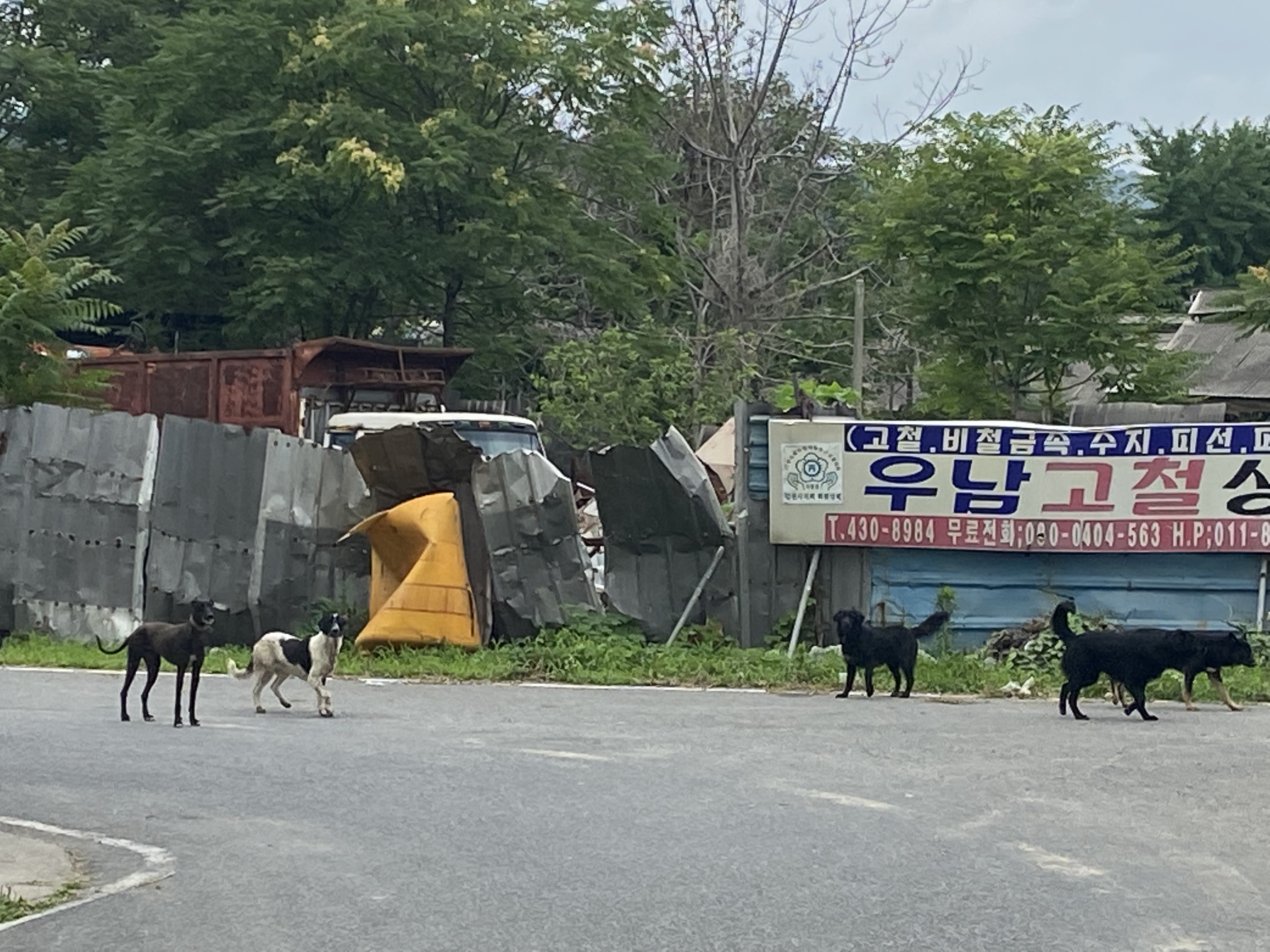 방치중인 사냥개들때문에 죽겠습니다