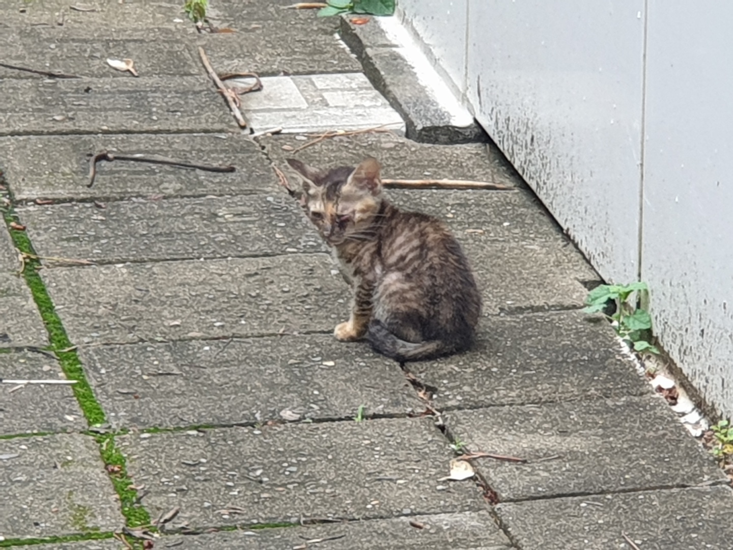 길냥이 안구 염증