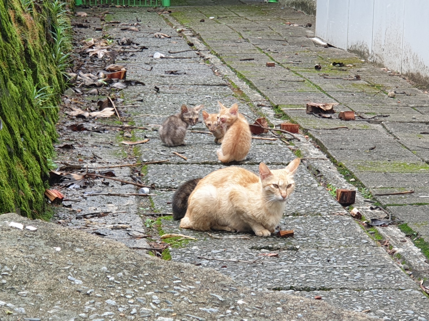 길냥이 안구 염증