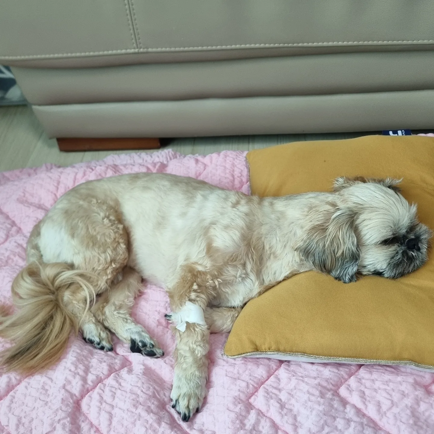 뿅이와 토토 이야기