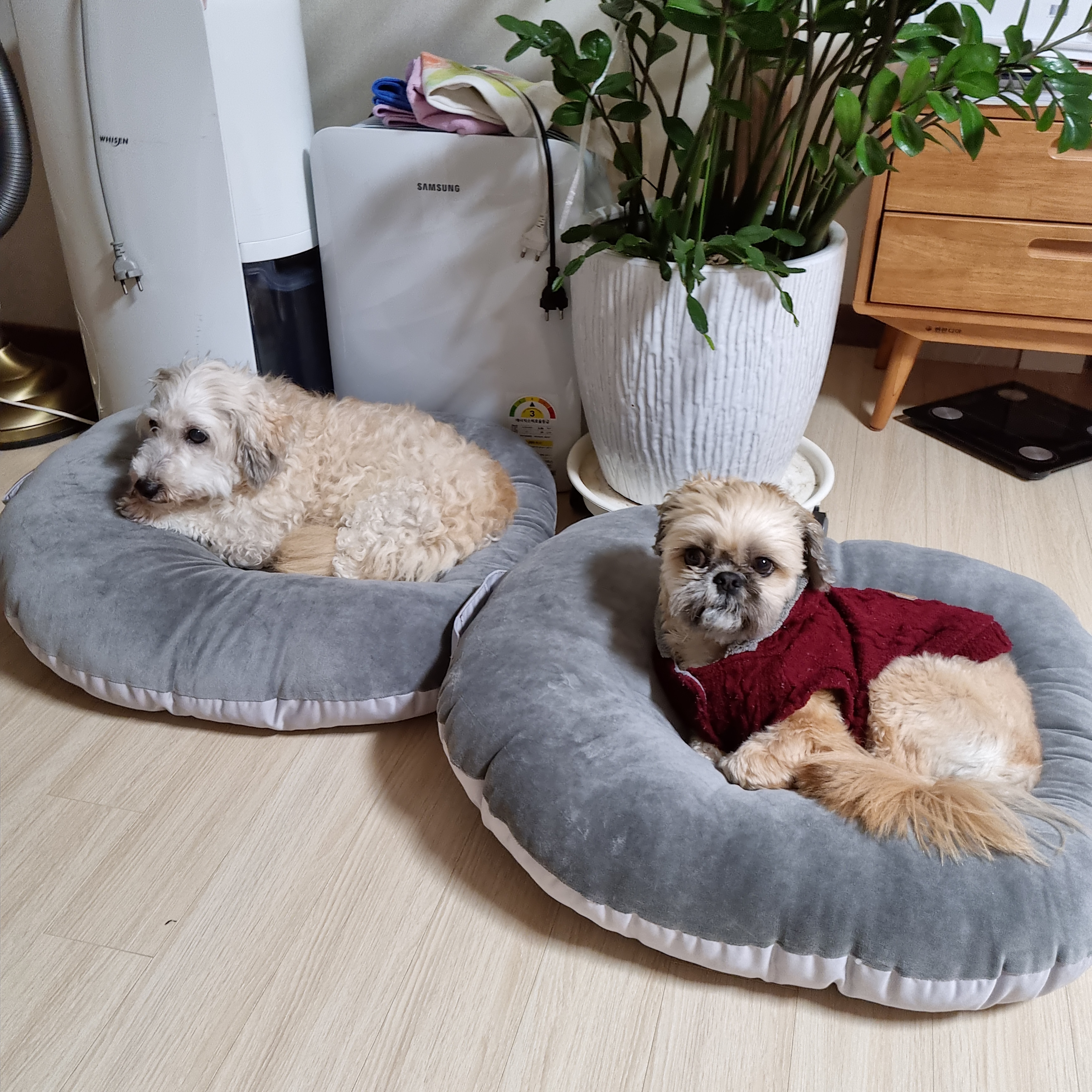 뿅이와 토토 이야기