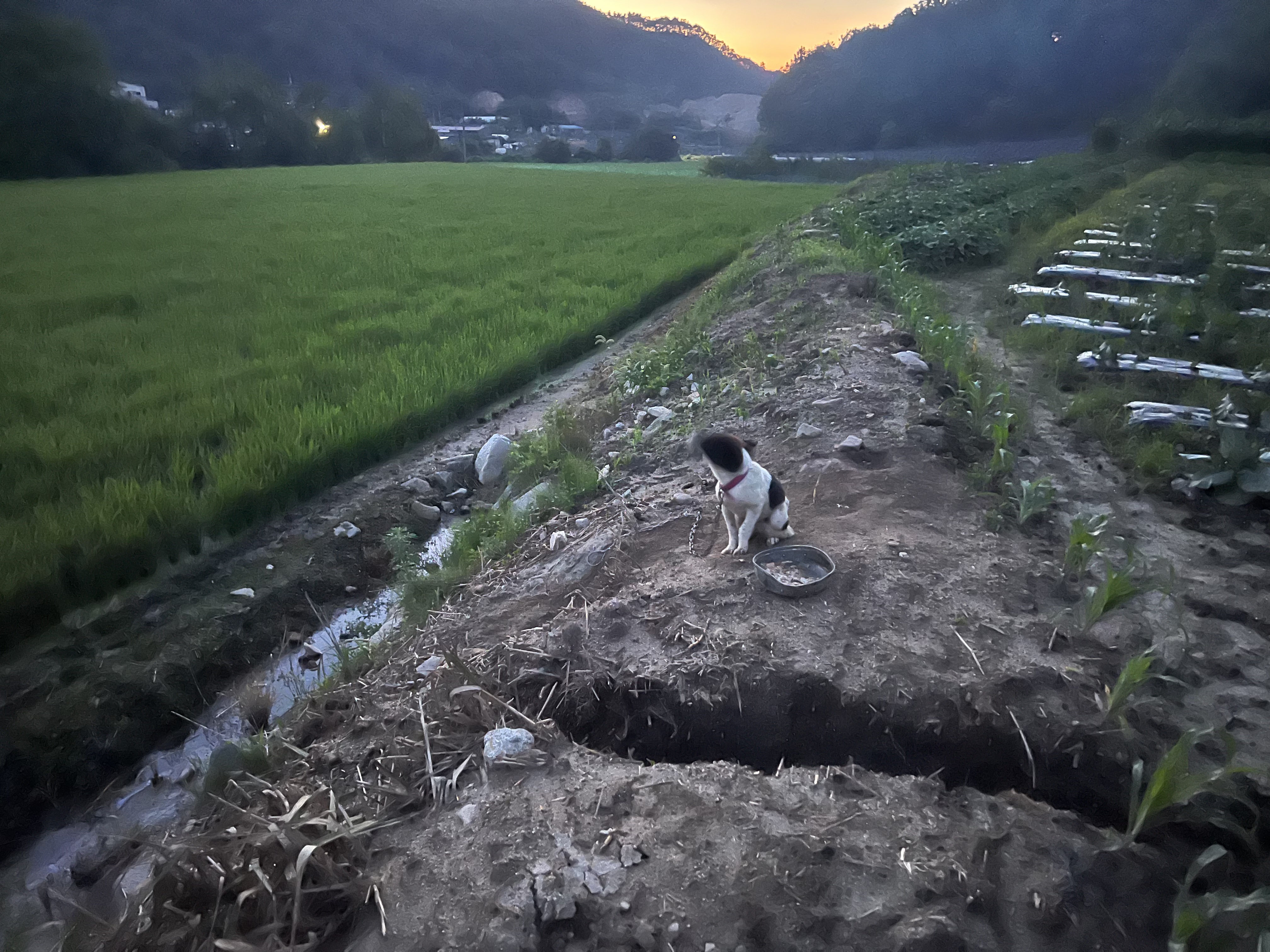 강아지 4마리가 지붕없는 논길에 묶여서 폭우와 폭염을 견디고 있어요. 