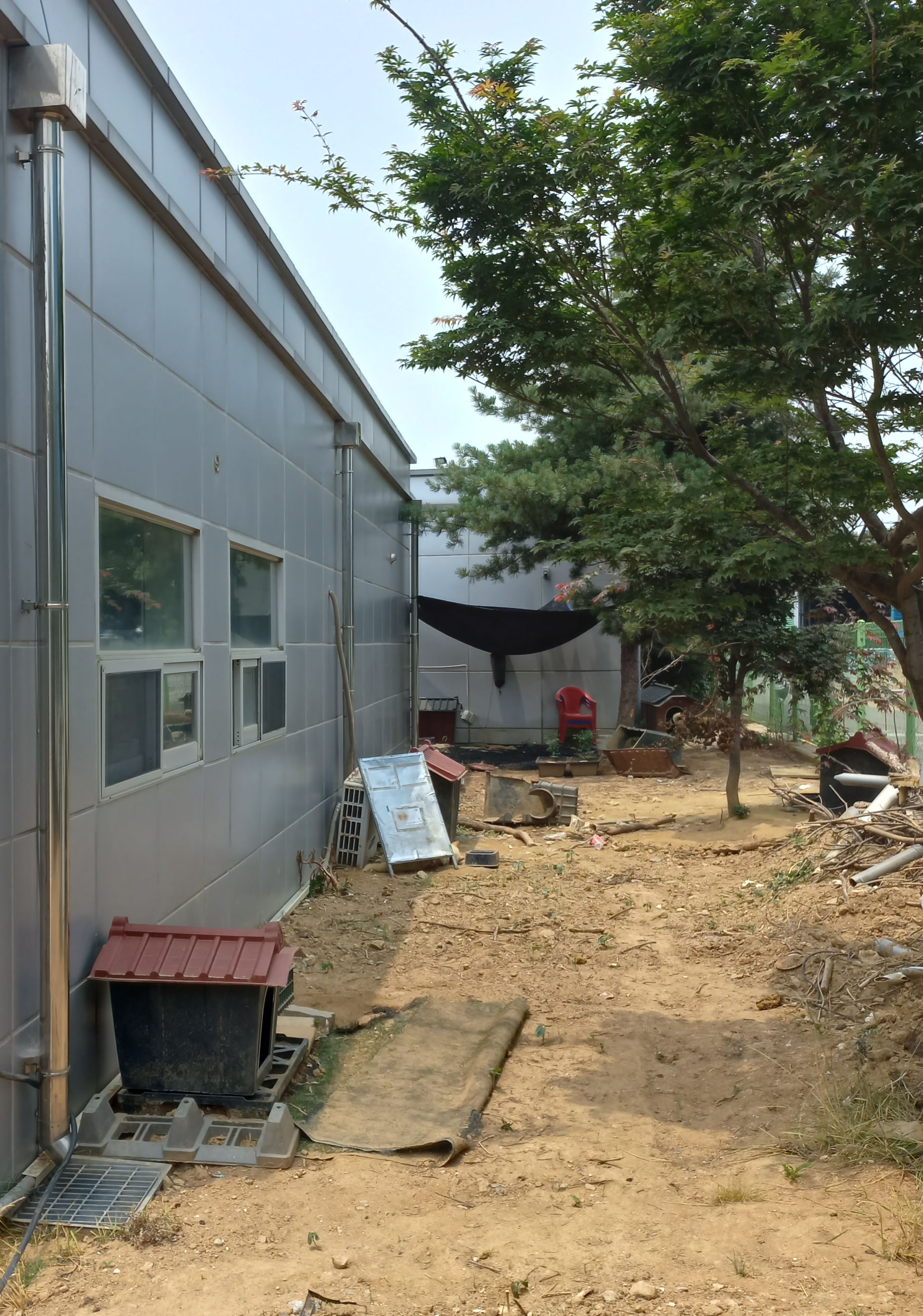 더위에 죽어가는 강아지들을 살려주세요 묶여서 방치되고 있어요