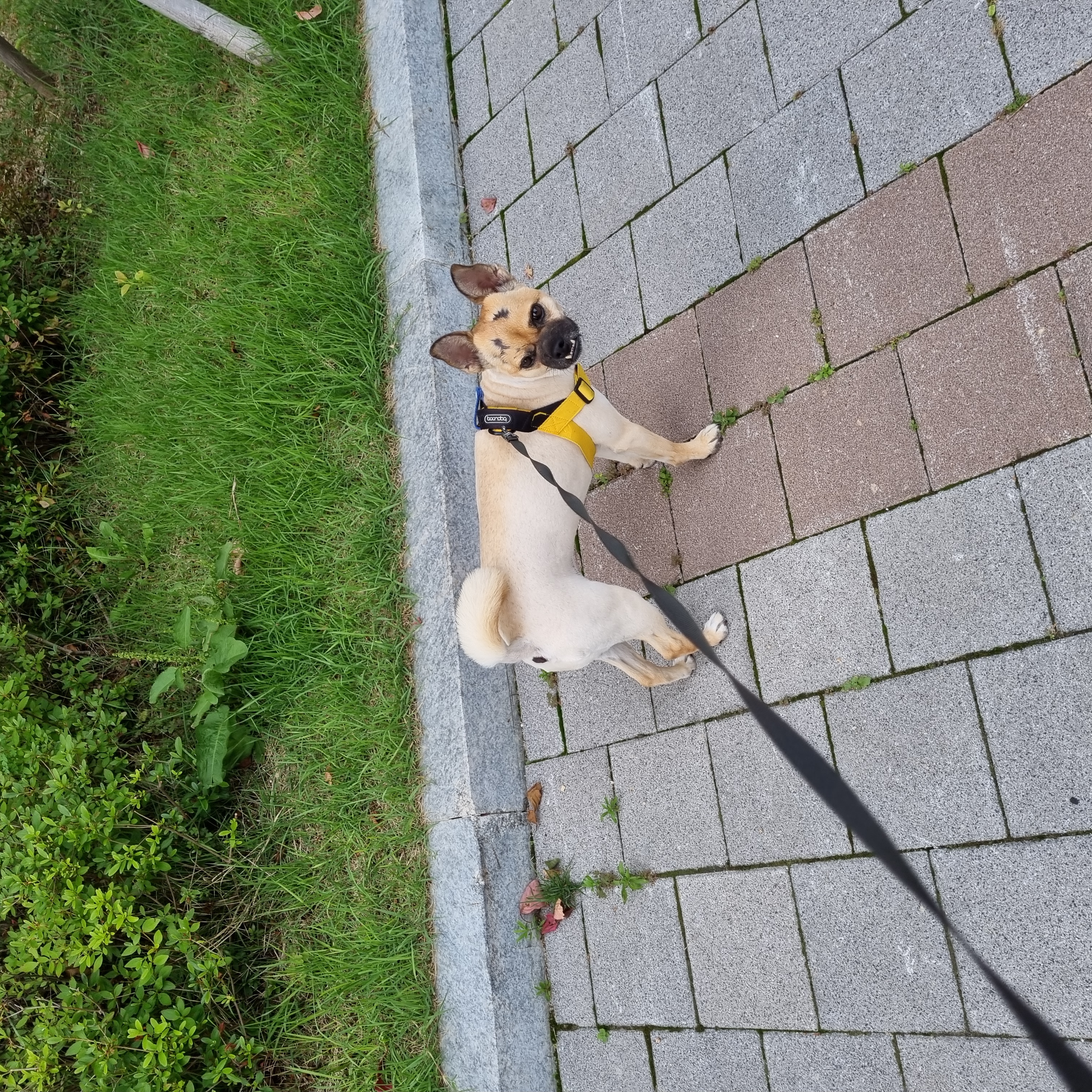 몬드 이야기