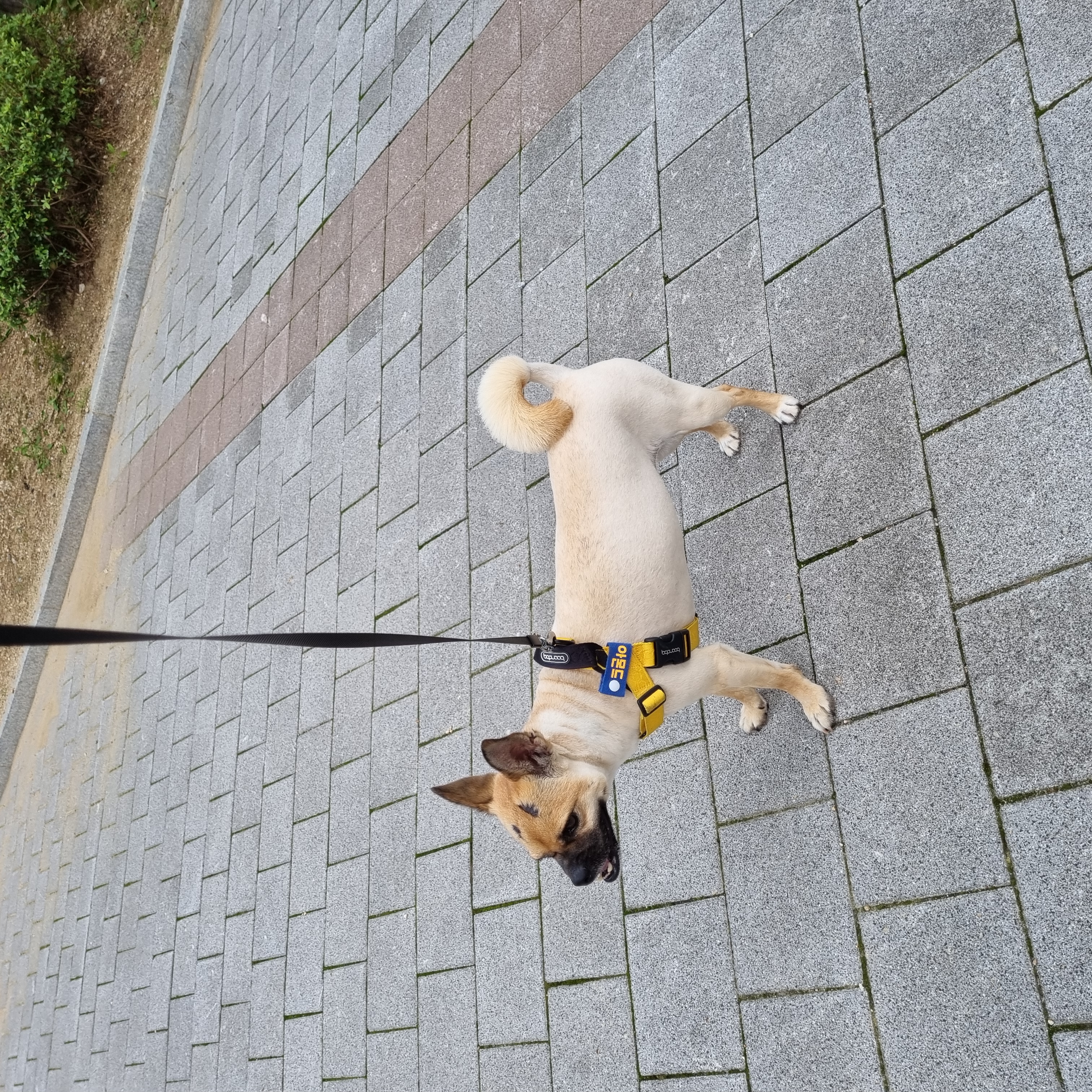몬드 이야기