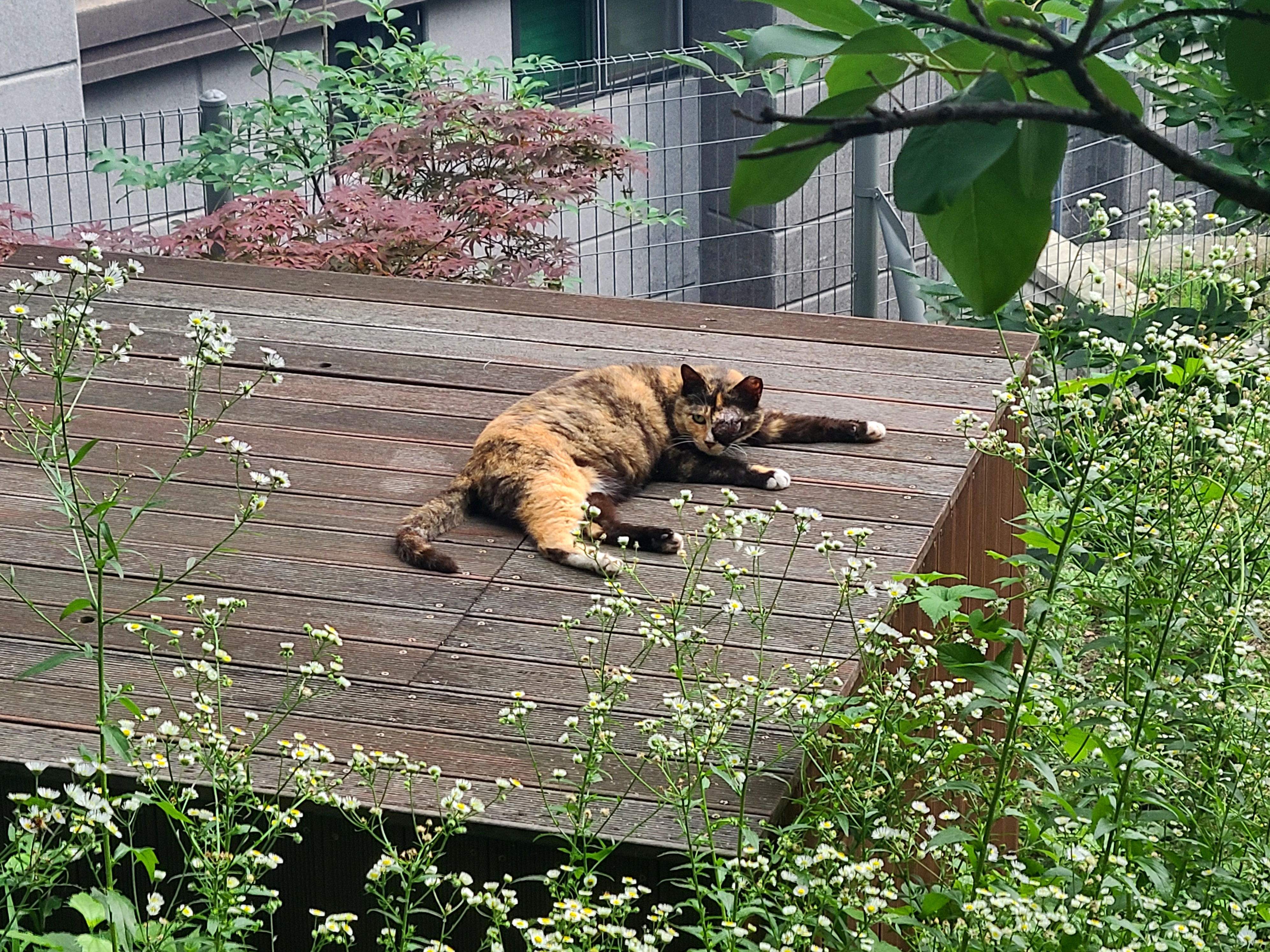눈이 아픈 고양이 좀 도와주세요