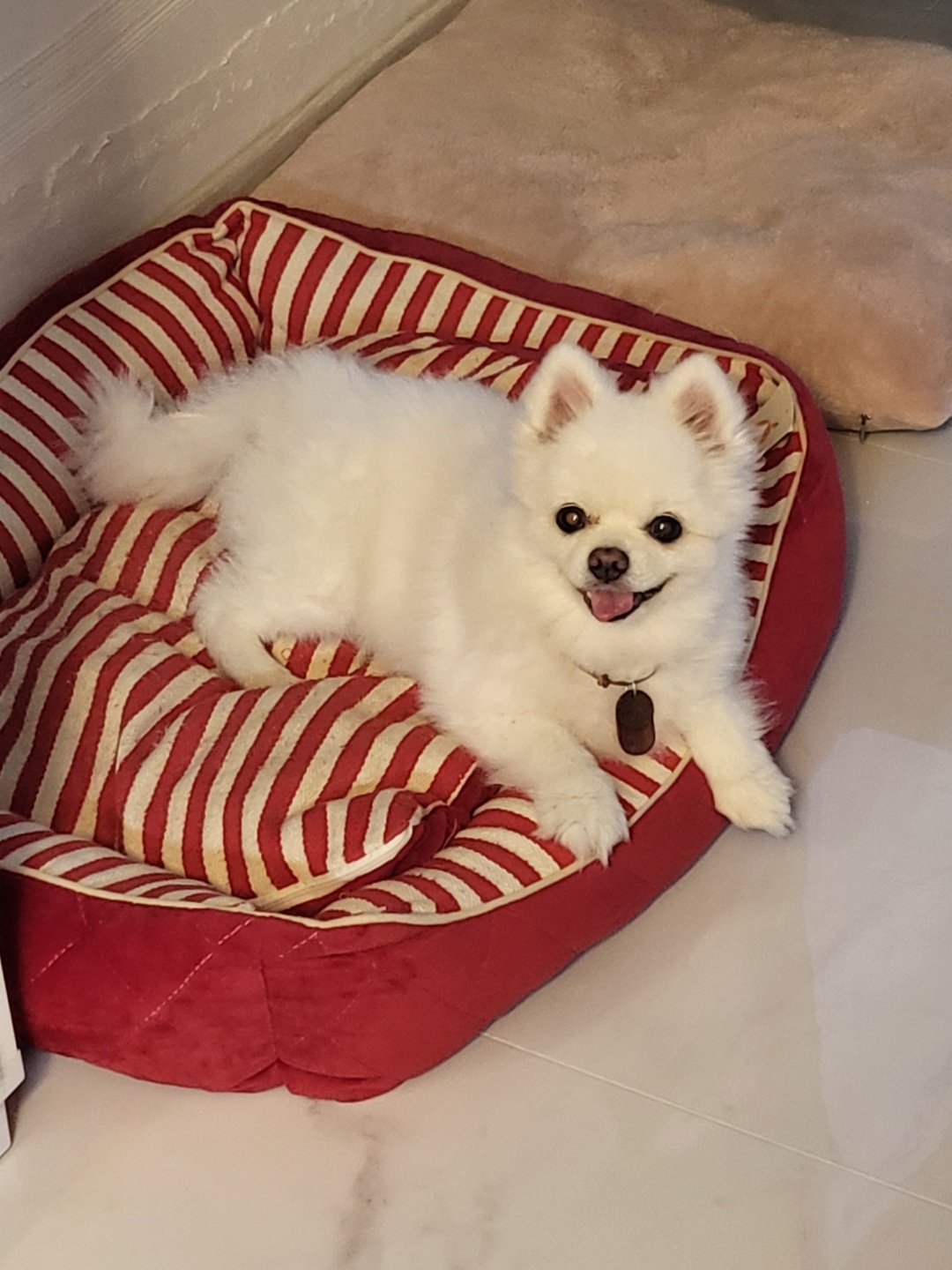 솜솜이 입양 3개월 후기 입니다!