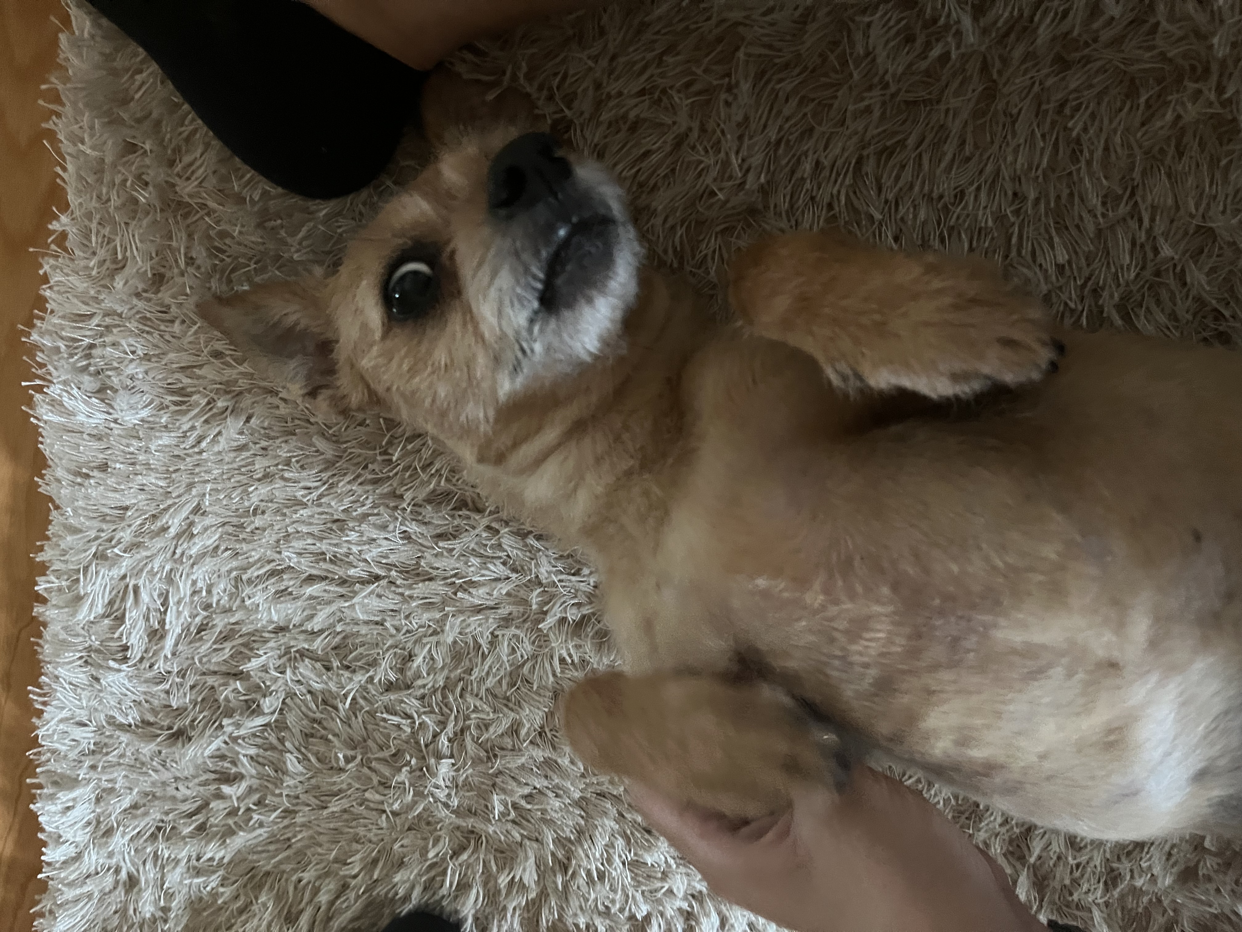 현 지지, 구 다솜이 근황 (입양후 10년) 