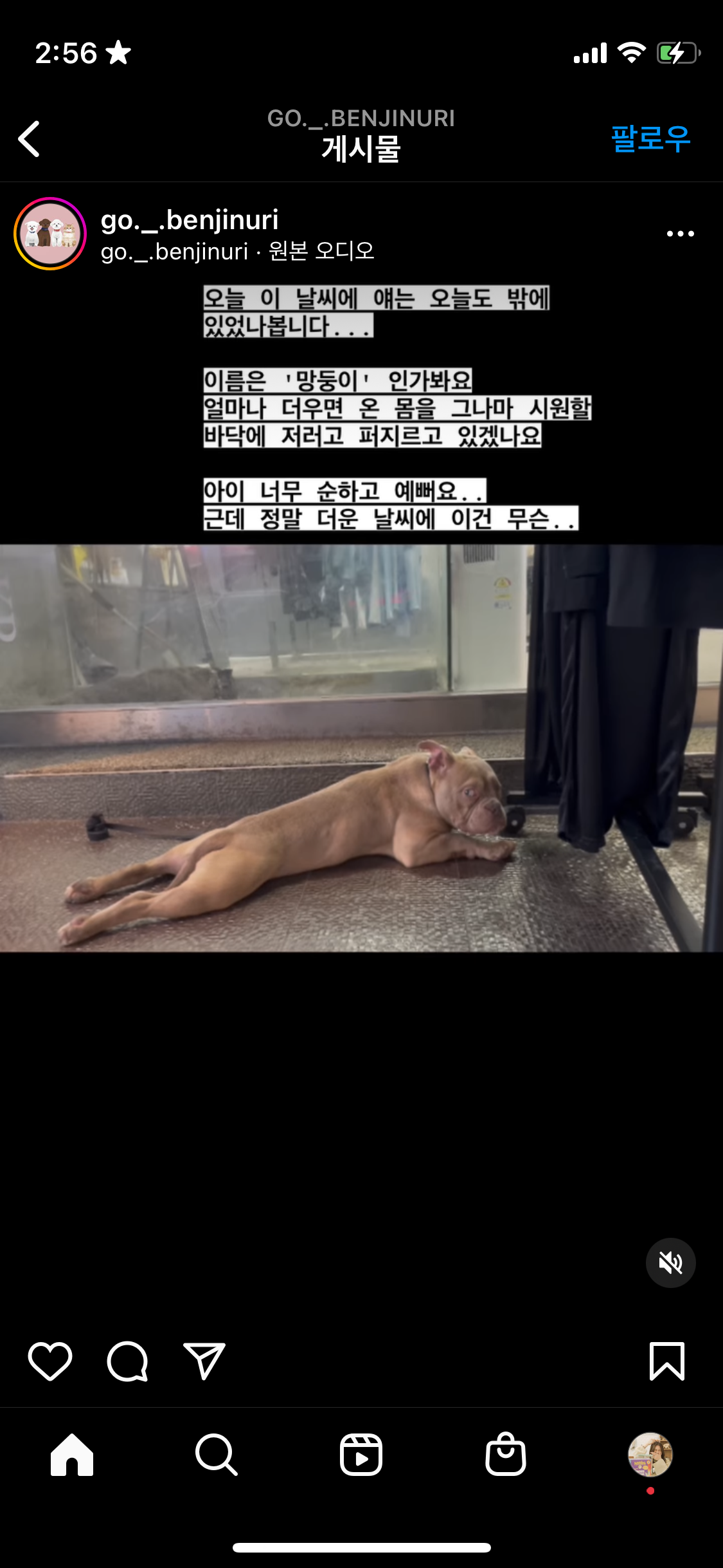 1m도 안되는 줄에 묶여 하루종일 방치되는 강아지 구조해주세요.