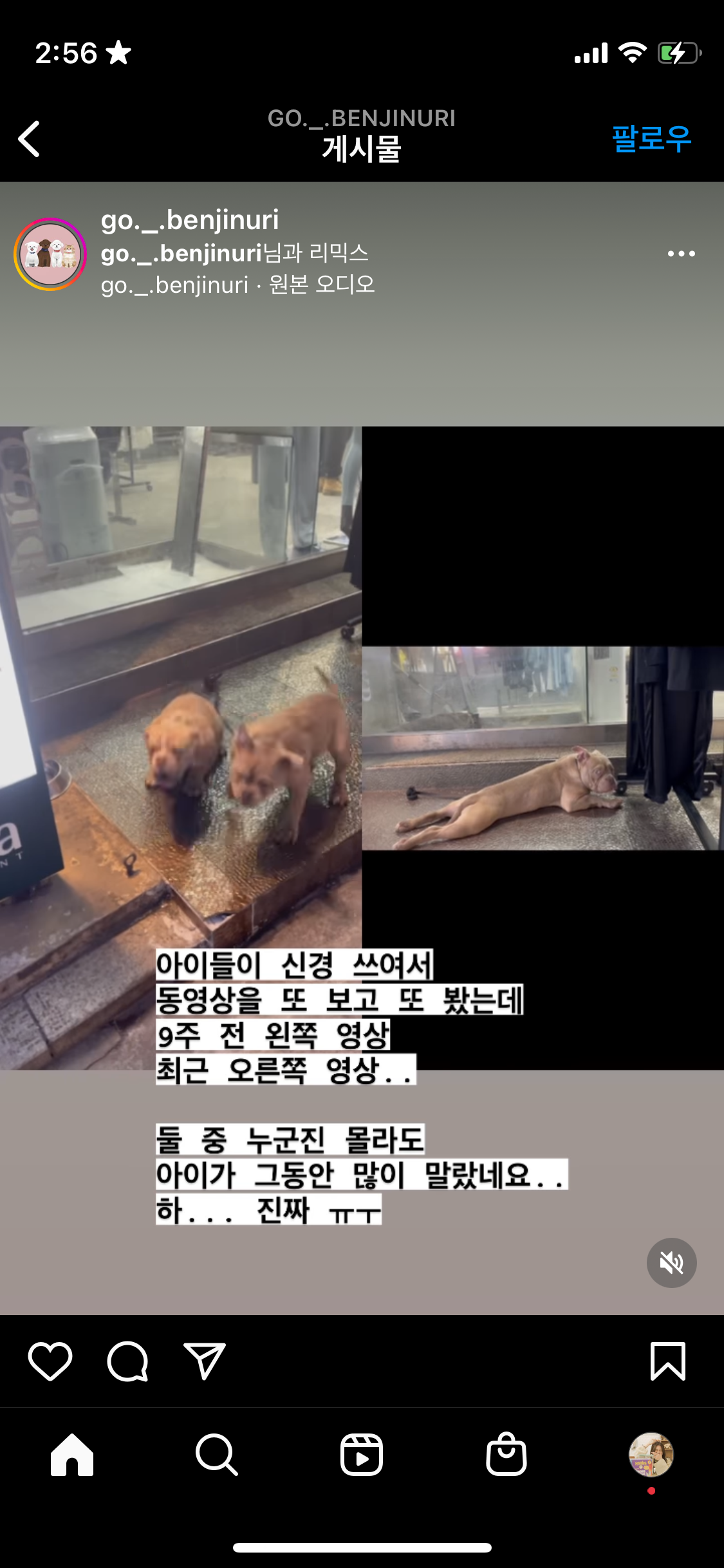1m도 안되는 줄에 묶여 하루종일 방치되는 강아지 구조해주세요.
