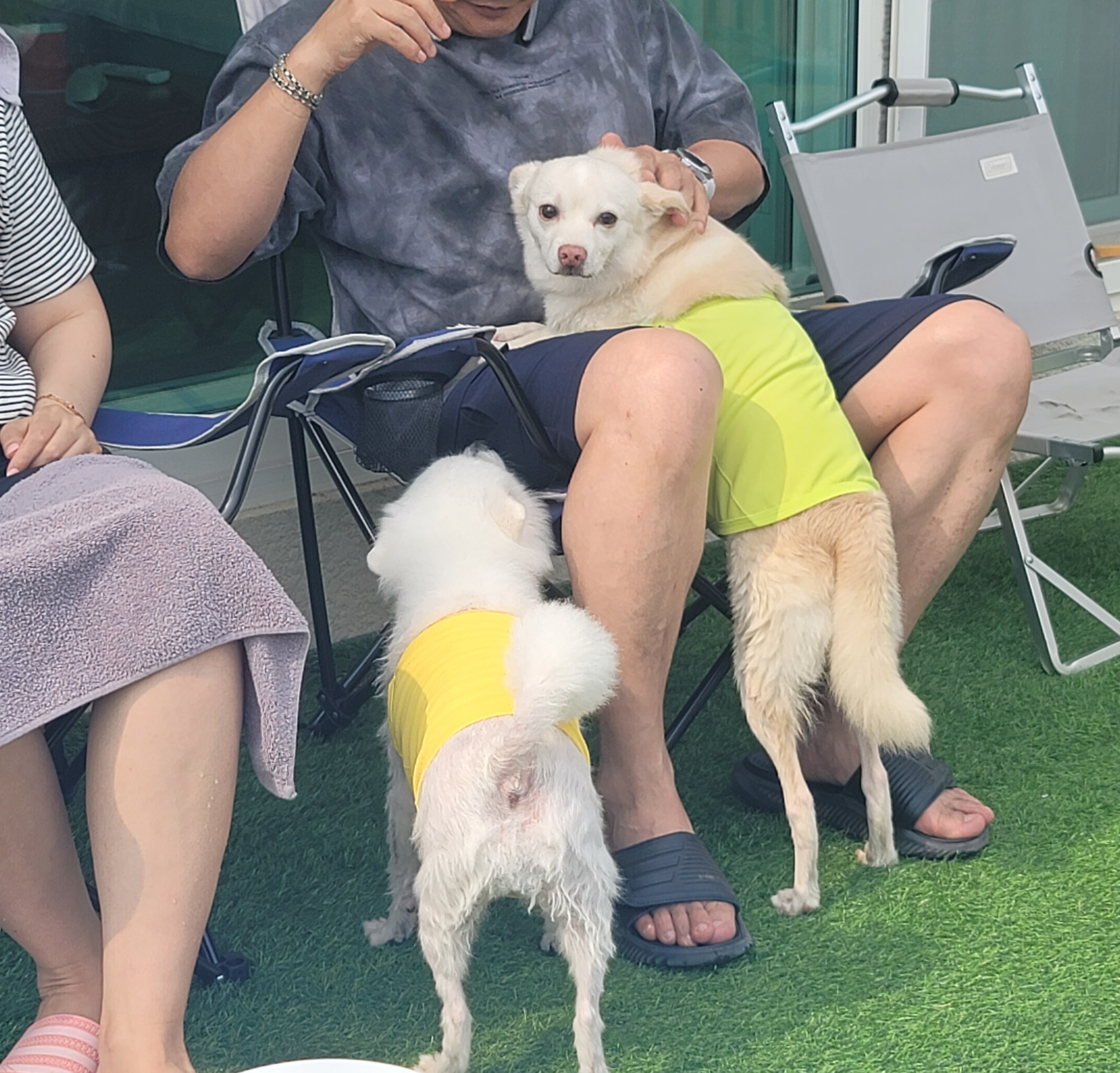 호두(데이지) 첫 여행일기