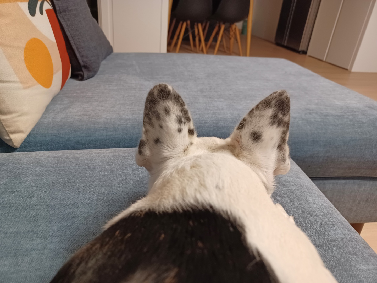 애둥이 5개월 이야기^^