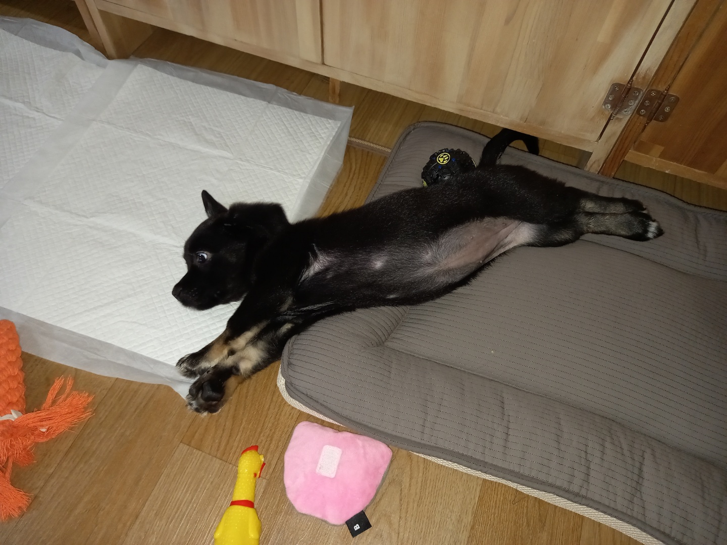 쫑이(무양이) 1개월 적응기