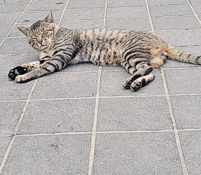 금릉이에게 새 삶을 살게 해 주세요..