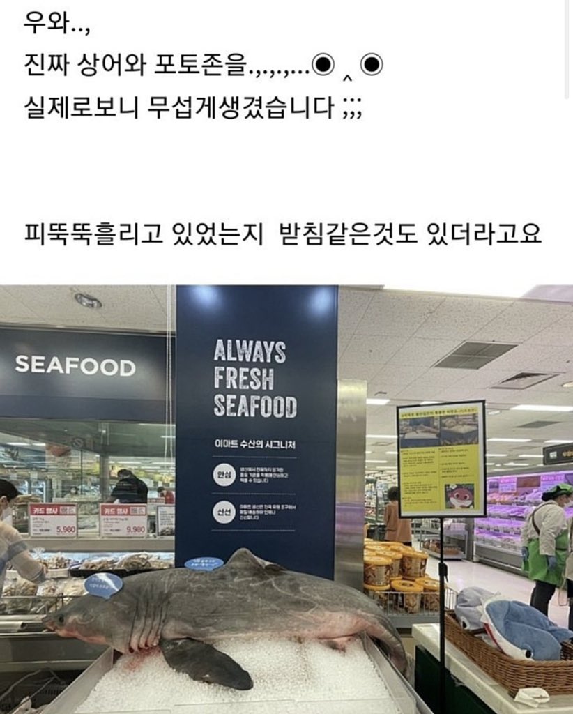 상어 시체 전시하는 이마트 용산점